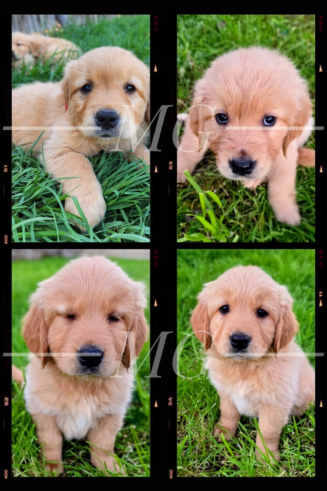 A SPECTACULAR NEW LITTER OF PUREBRED GOLDIES *_* — photo 4