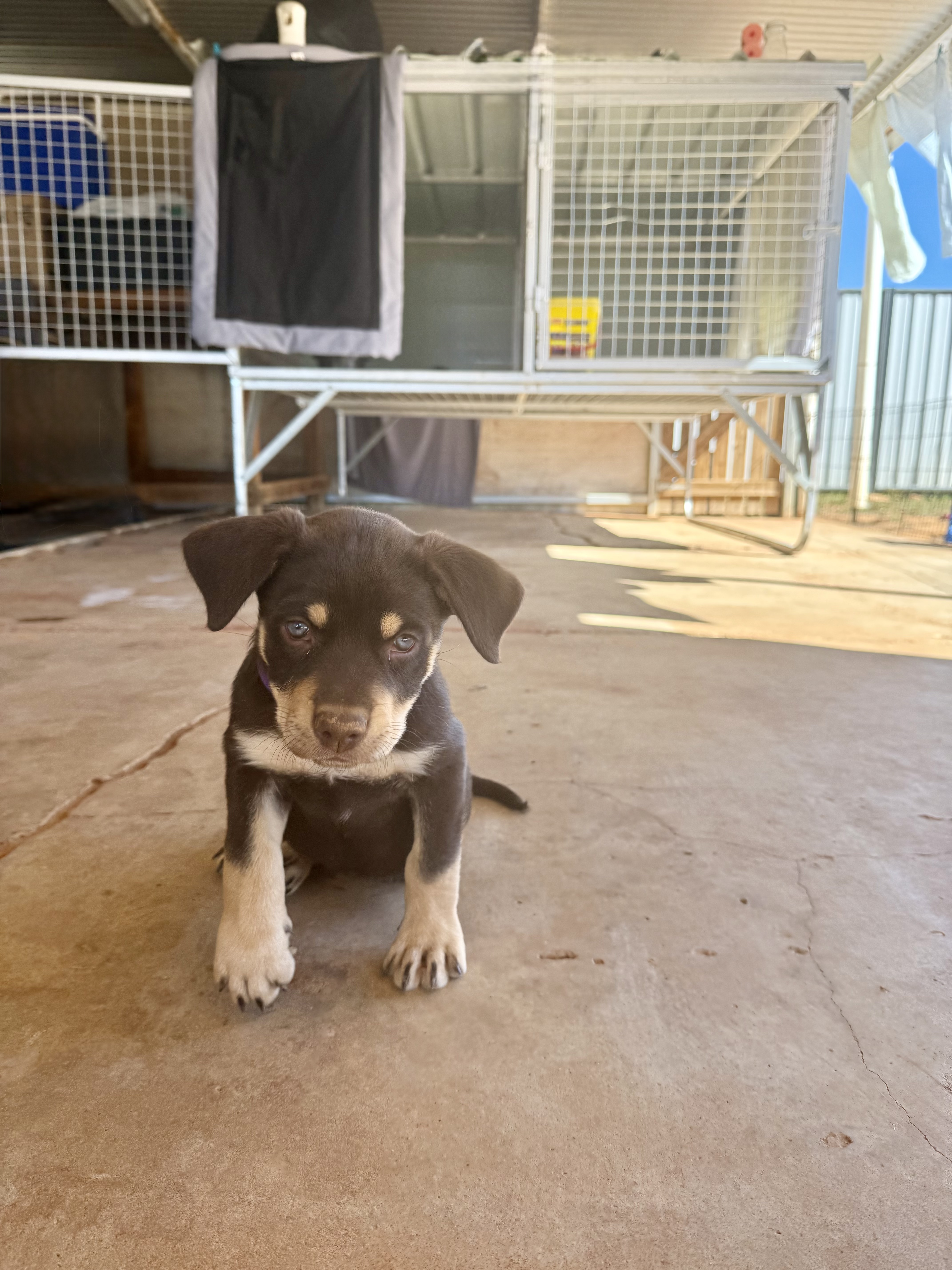 Puppy 1