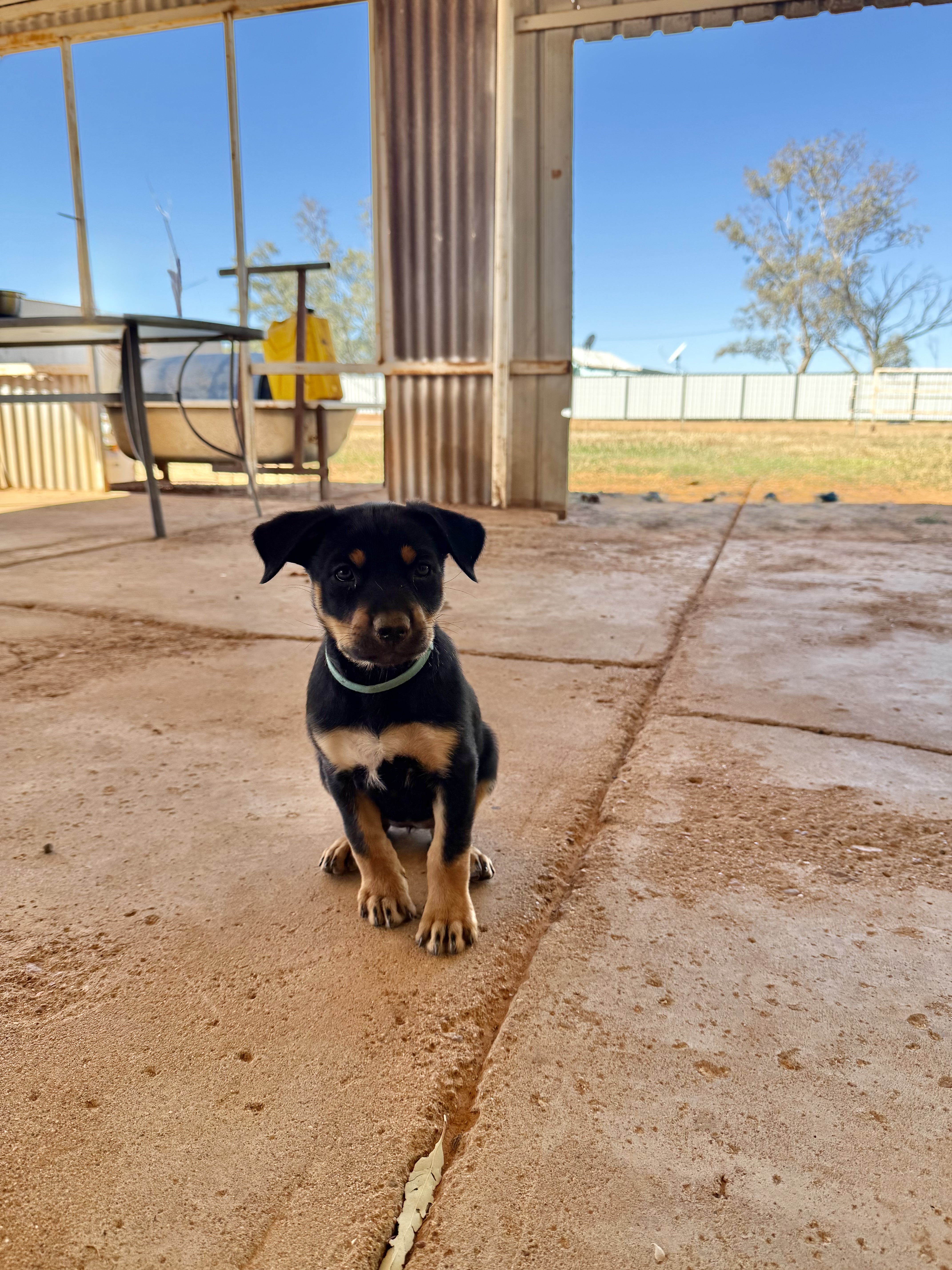 Puppy 2