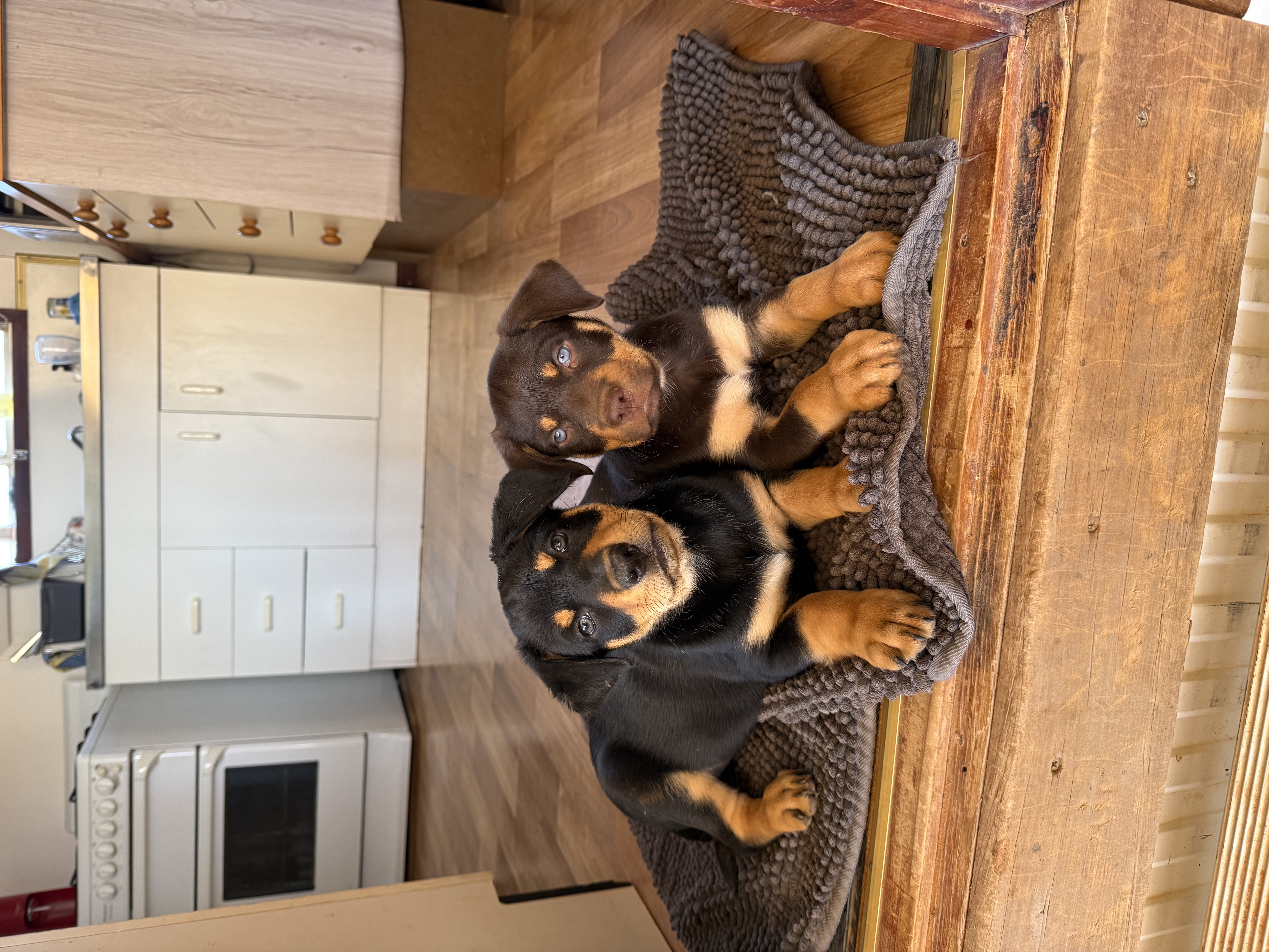 Puppy 3