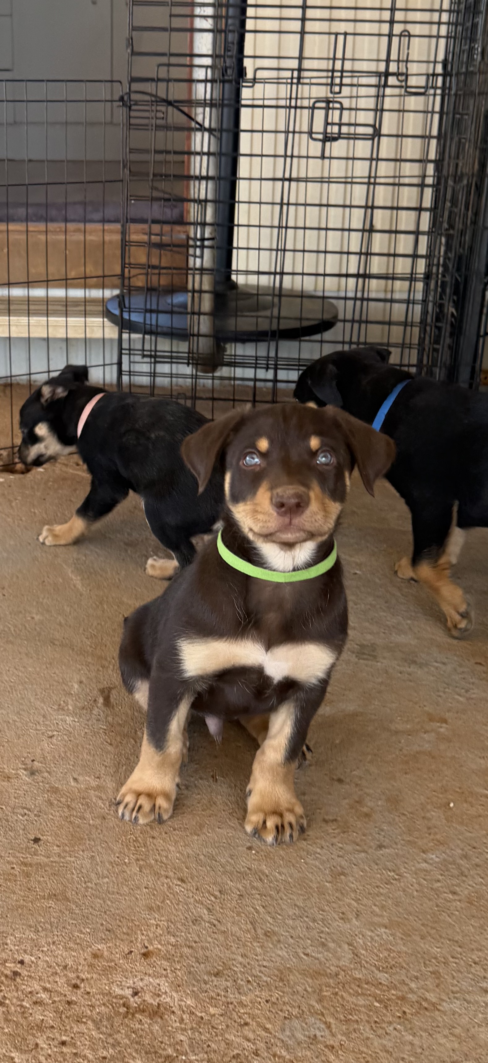 Puppy 4