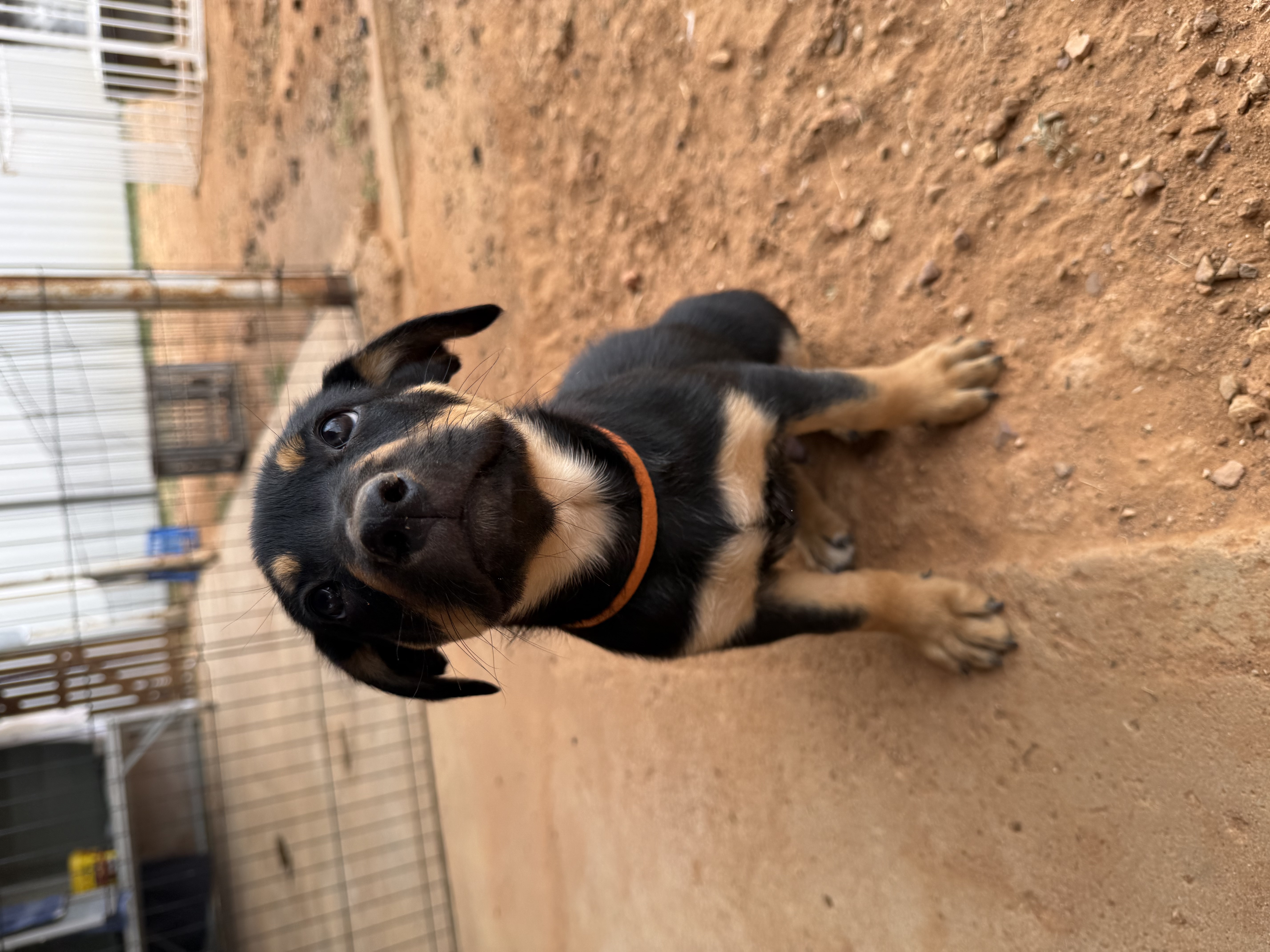 Puppy 5