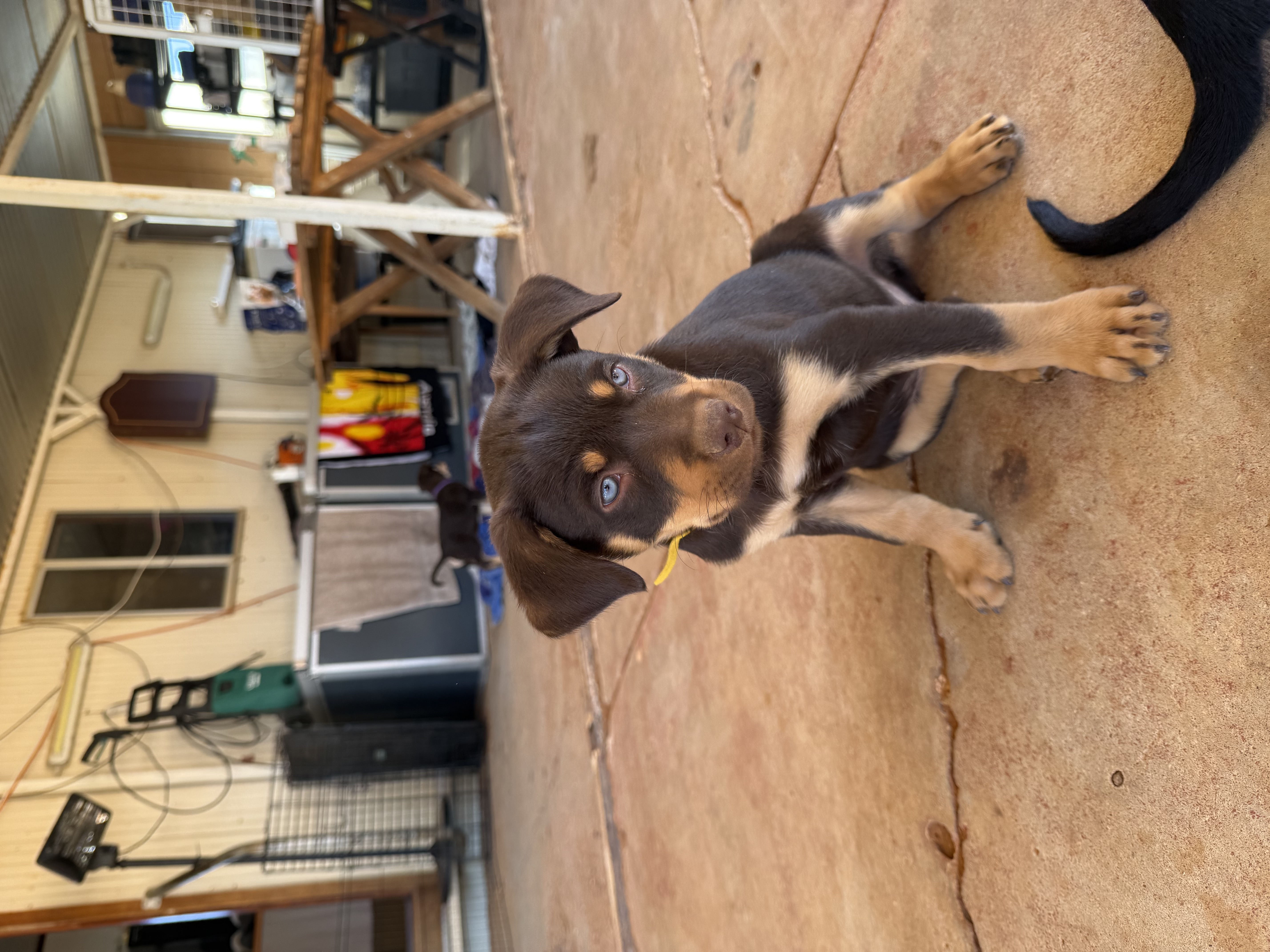 Puppy 6