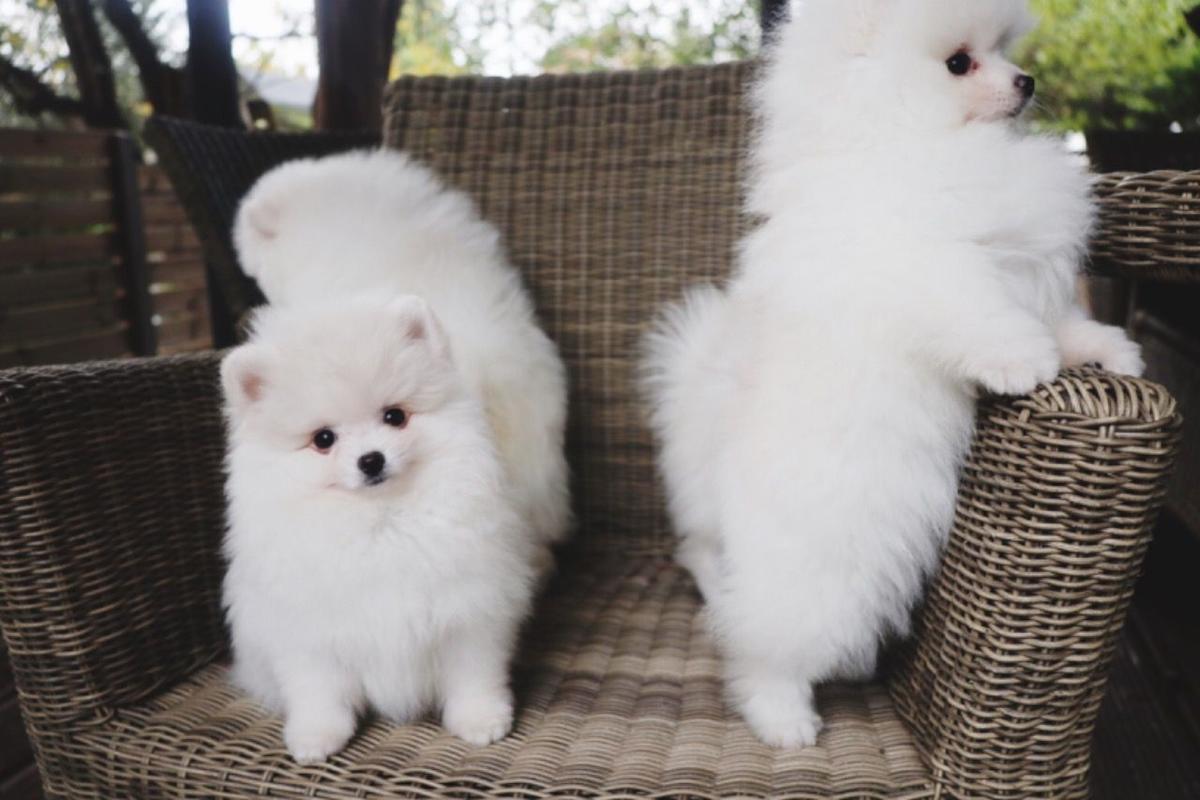Pomeranian Puppies ā photo 6