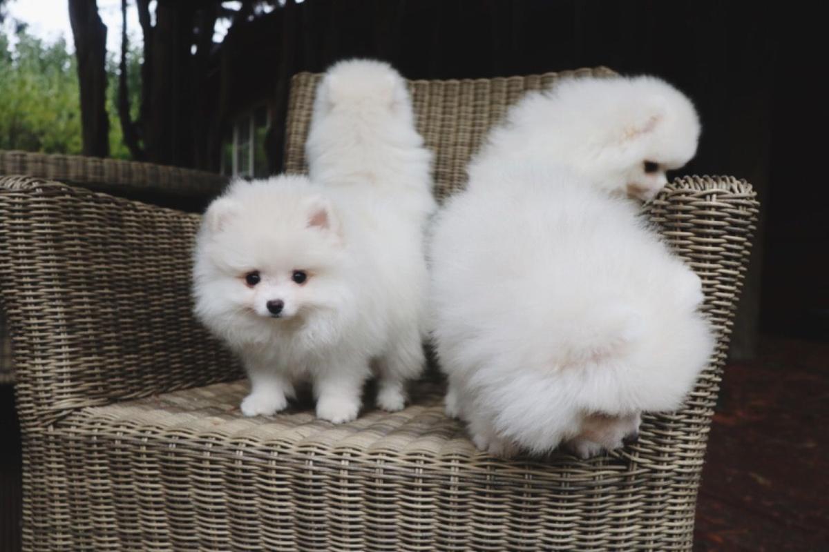 Pomeranian Puppies ā photo 1