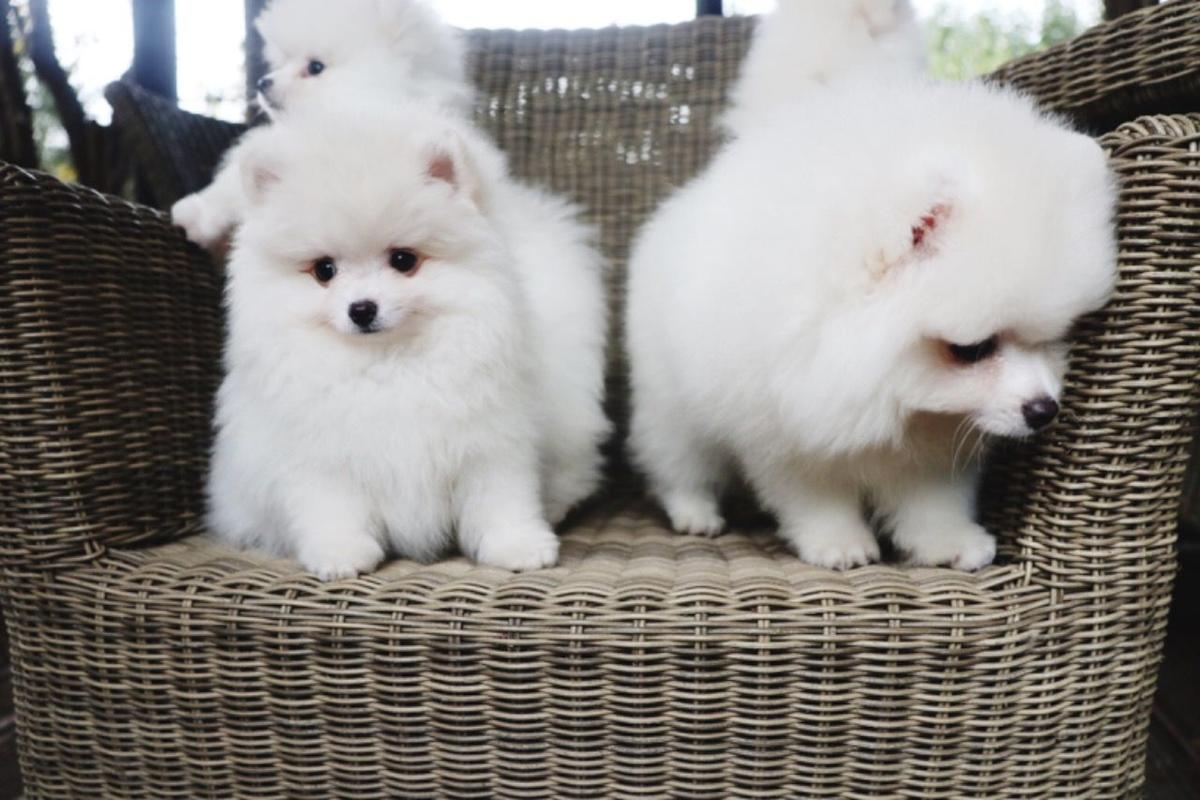 Pomeranian Puppies ā photo 7