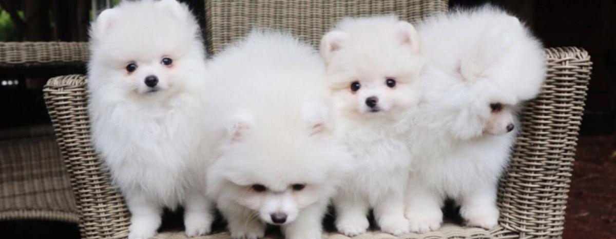 Pomeranian Puppies ā photo 4