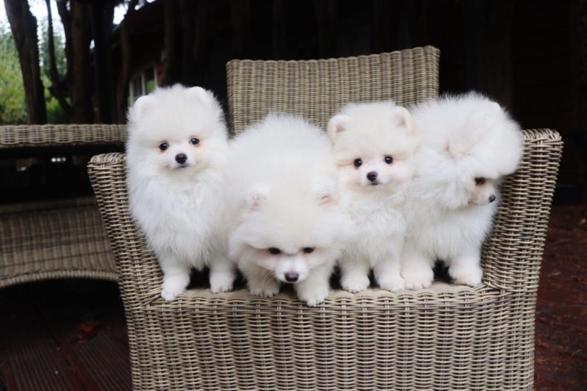 Pomeranian Puppies ā photo 2