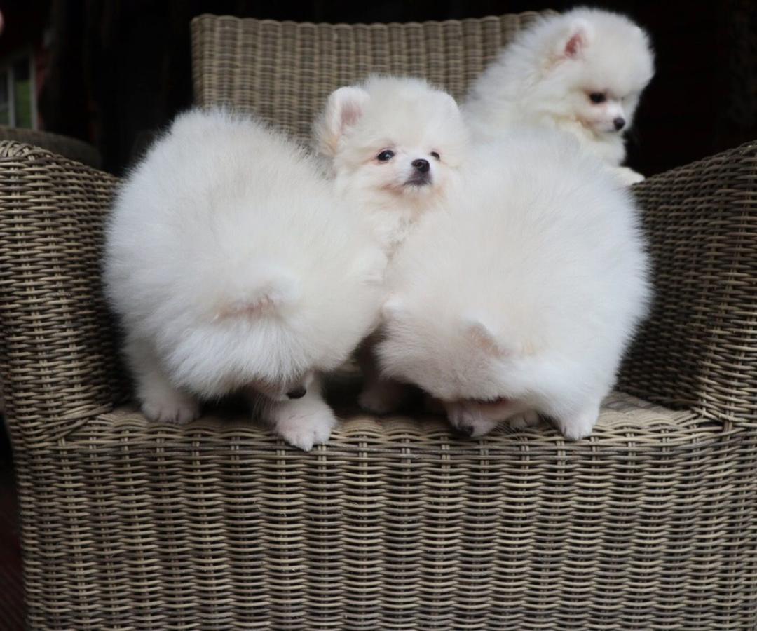 Pomeranian Puppies ā photo 5
