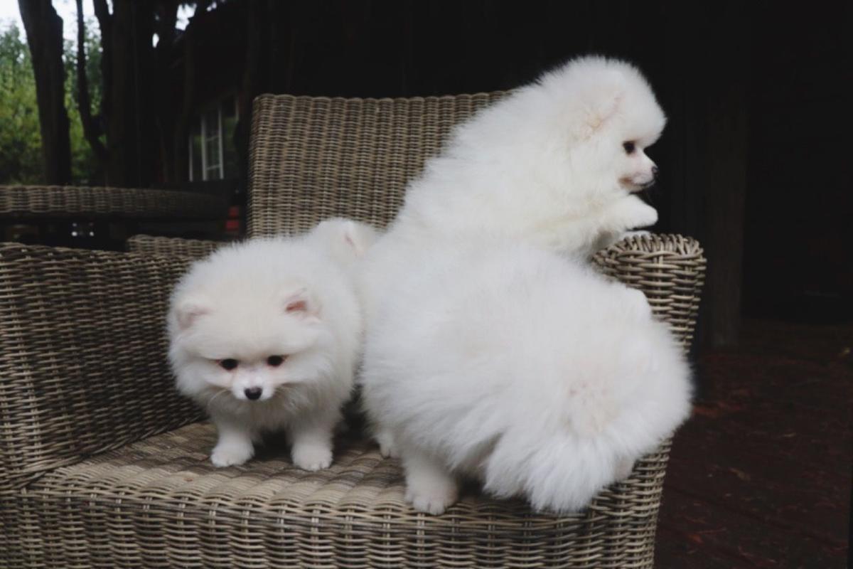 Pomeranian Puppies ā photo 3