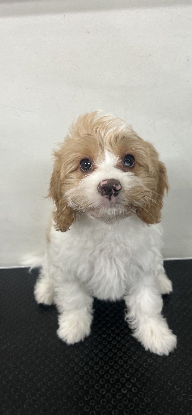 Gorgeous F1 Cavoodles pups — photo 1