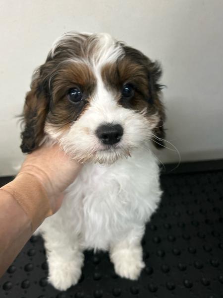 Gorgeous F1 Cavoodles pups — photo 2