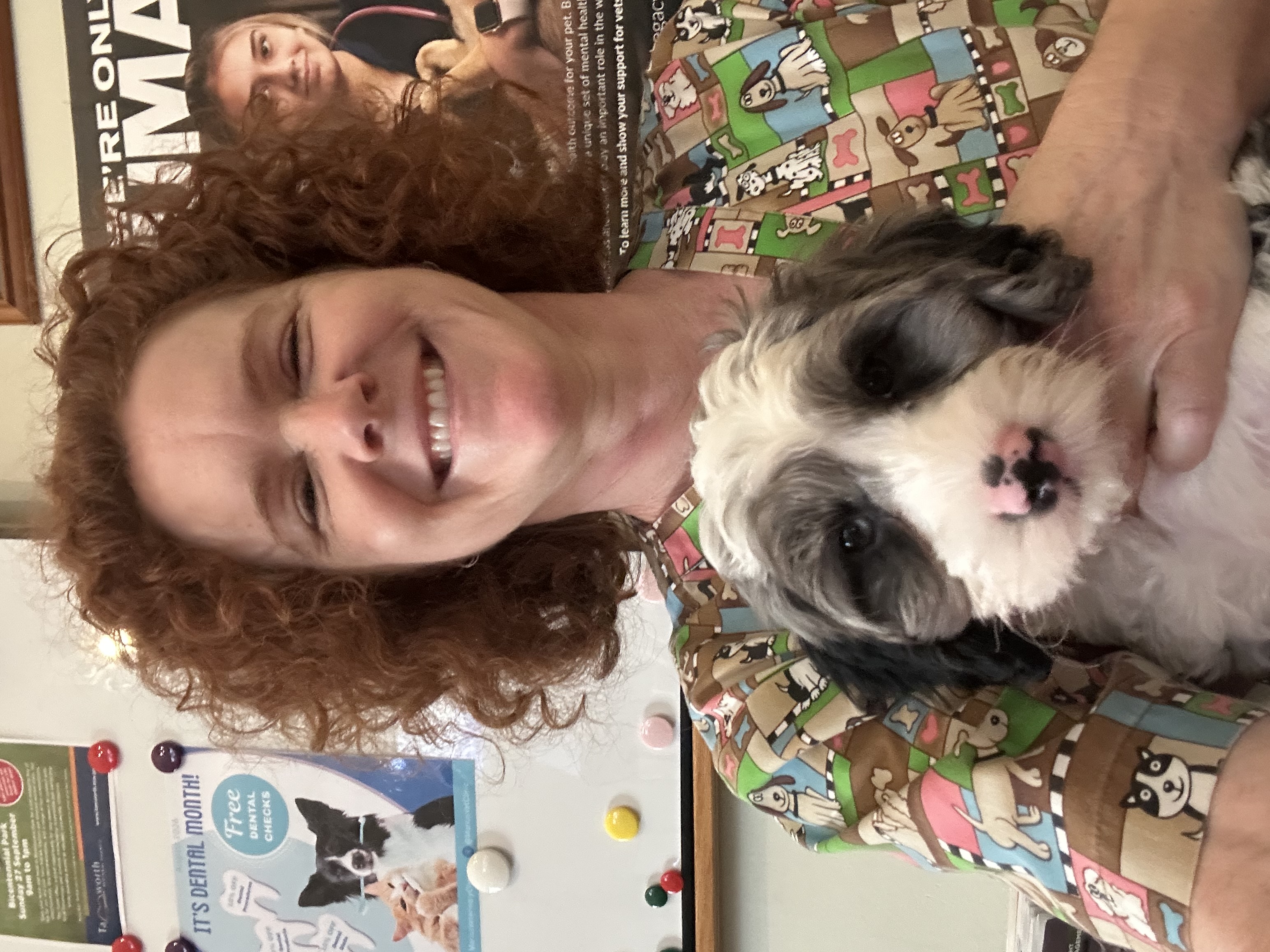 Gorgeous F1 Cavoodles pups — photo 3