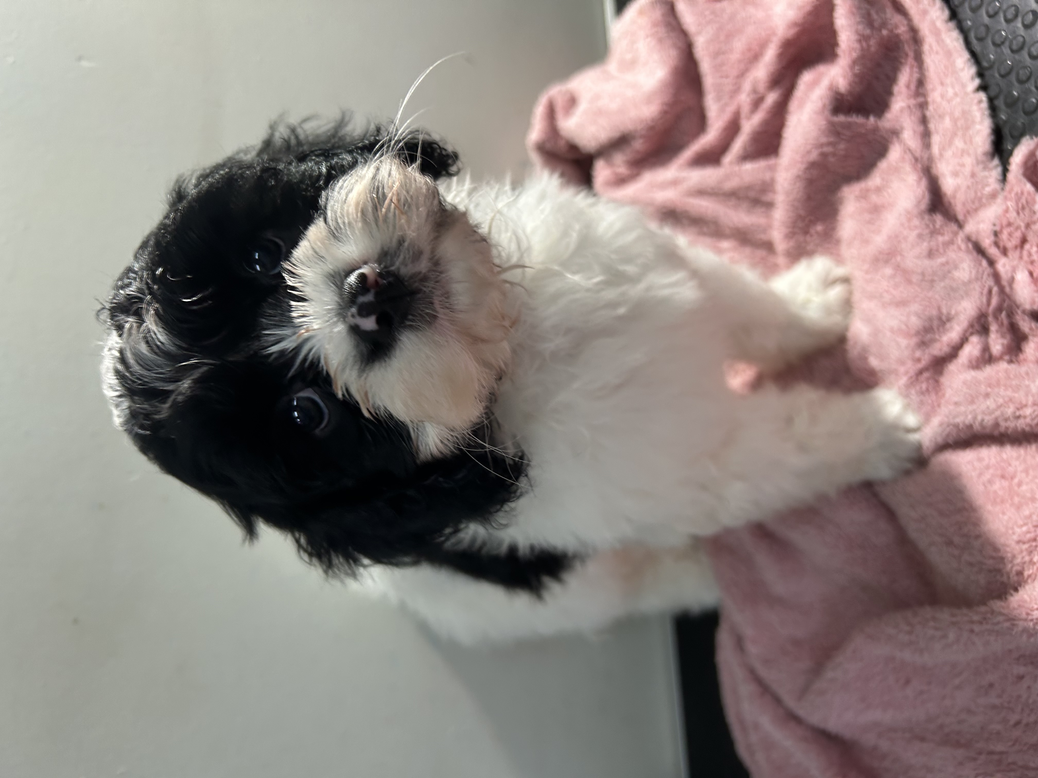 Gorgeous F1 Cavoodles pups — photo 4