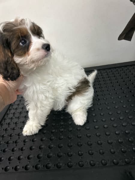 Gorgeous F1 Cavoodles pups — photo 5