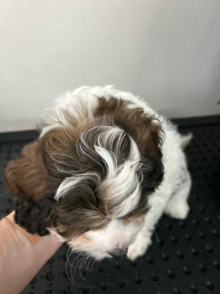 Gorgeous F1 Cavoodles pups — photo 6