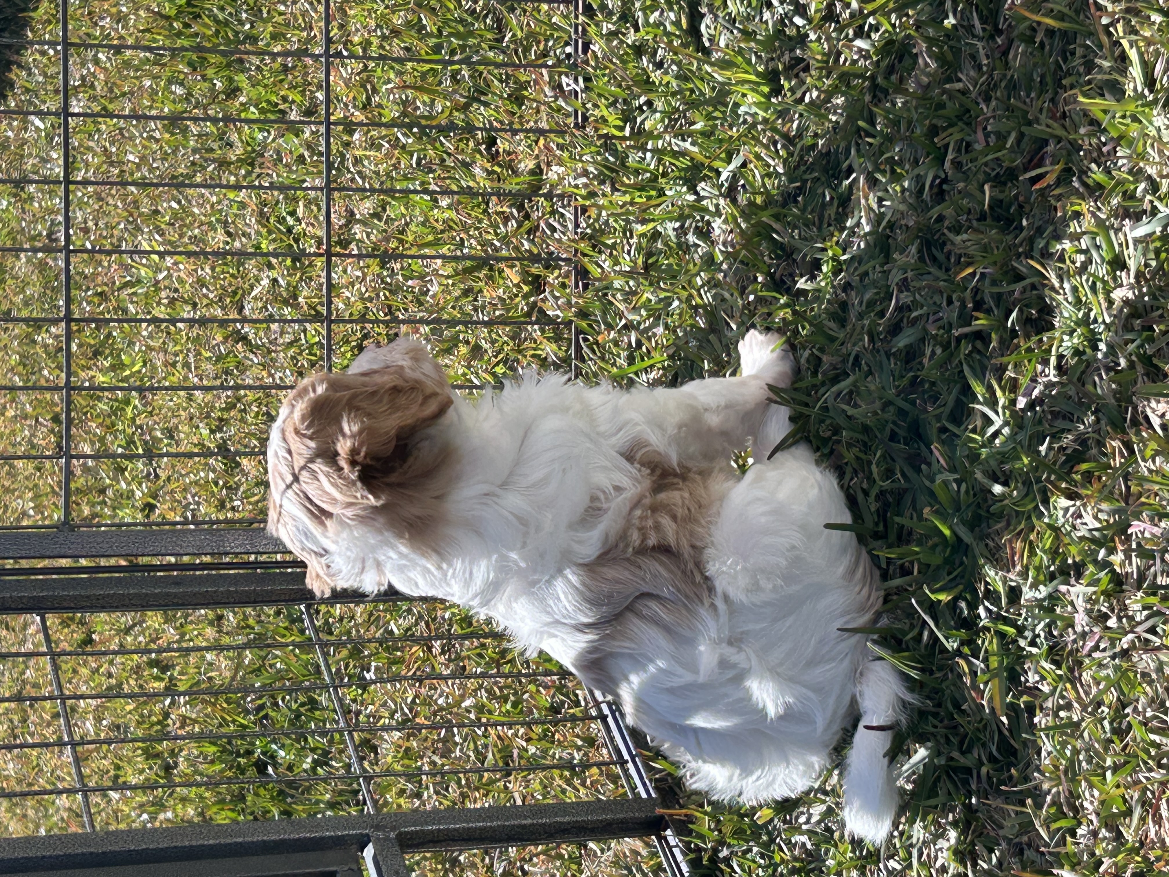 Gorgeous F1 Cavoodles pups — photo 8