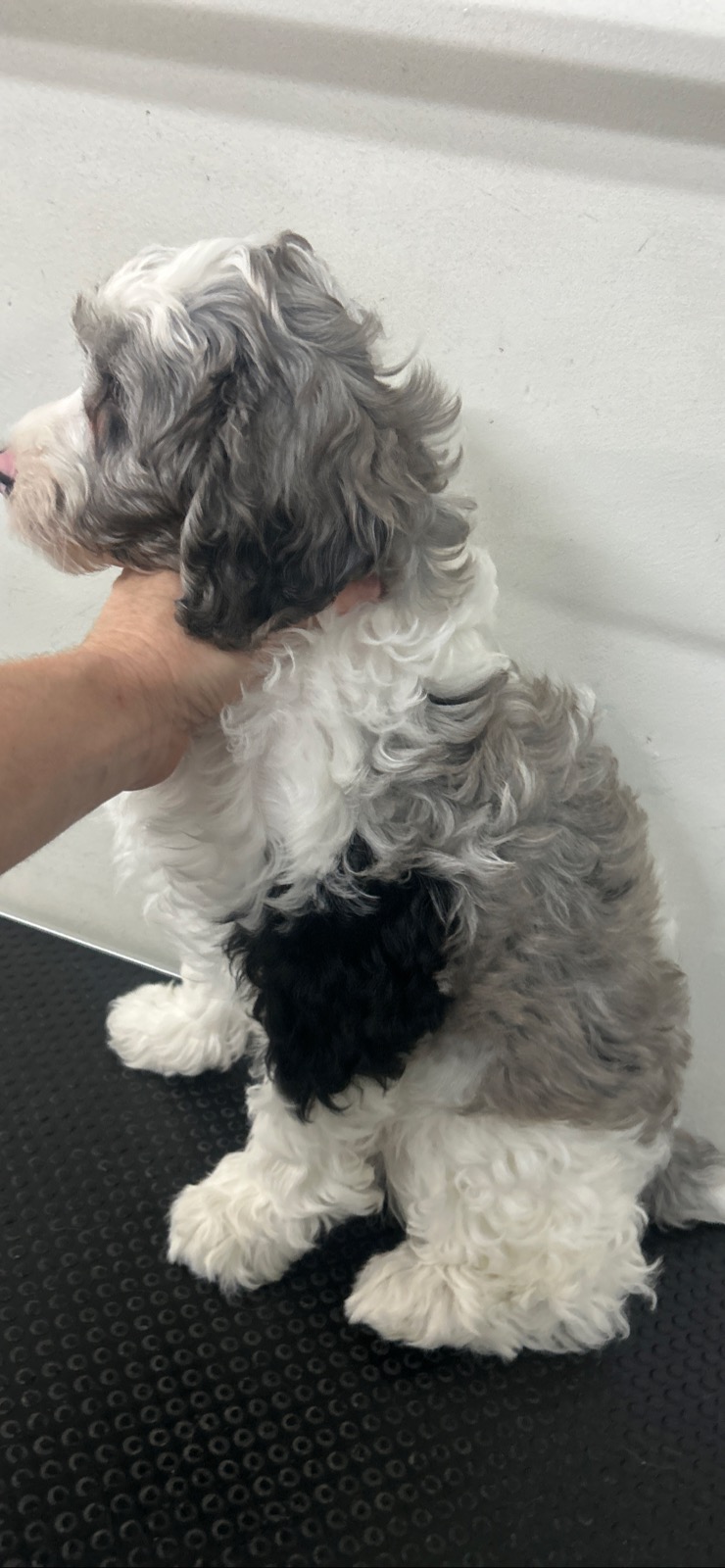 Gorgeous F1 Cavoodles pups — photo 7