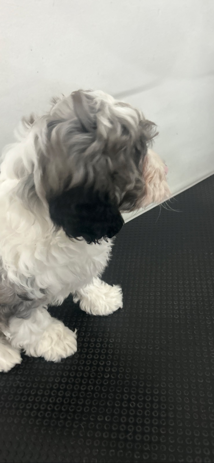 Gorgeous F1 Cavoodles pups — photo 10