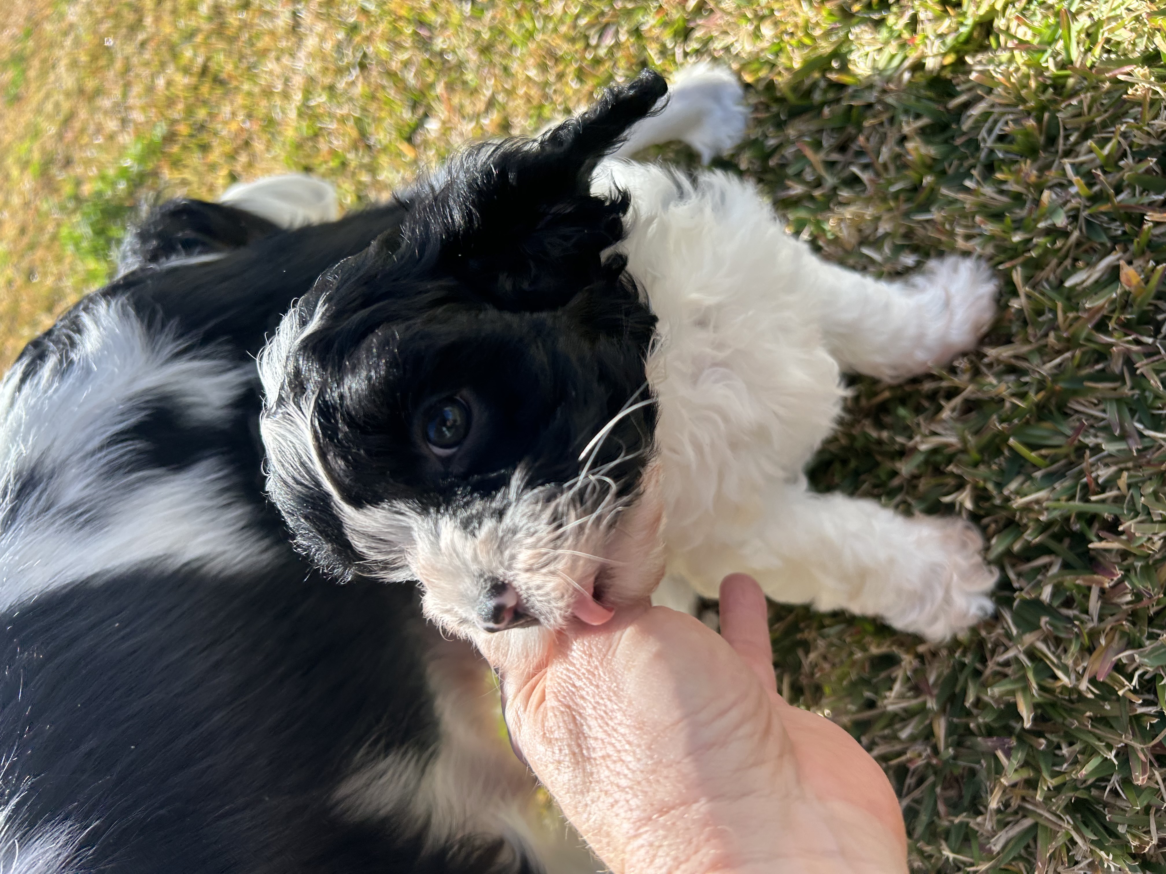 Gorgeous F1 Cavoodles pups — photo 9