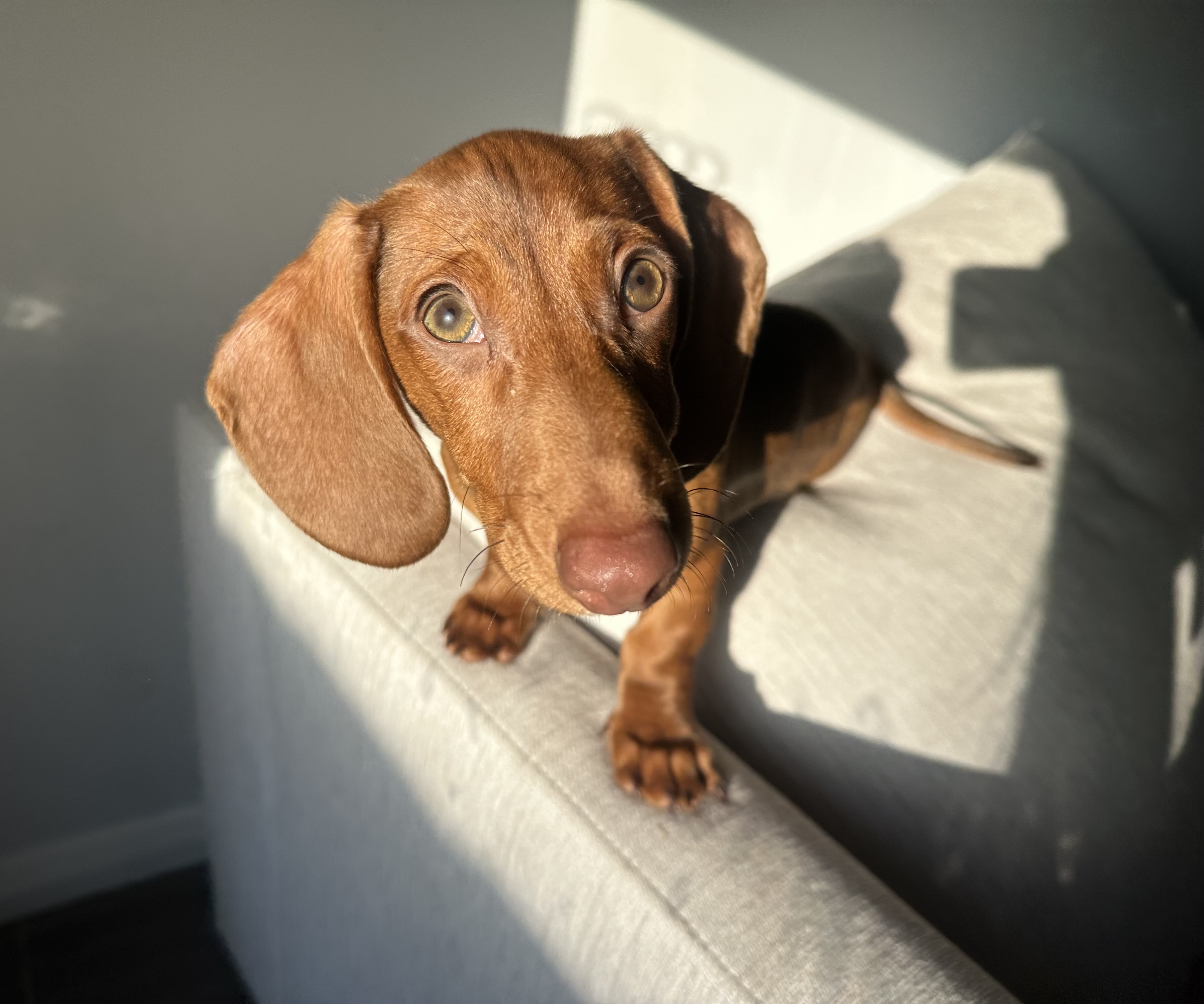 Miniature Dachshund Puppies — photo 2