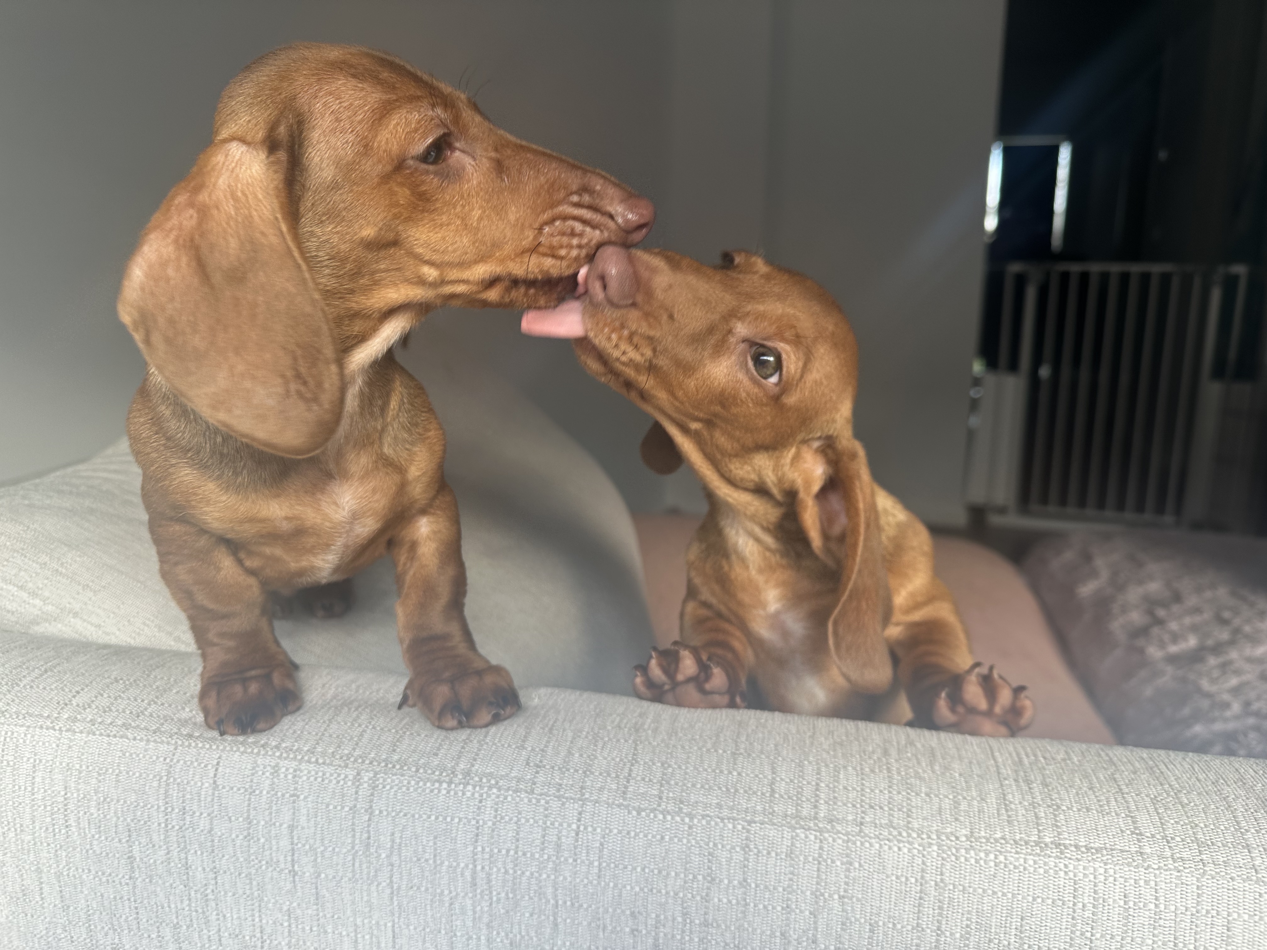 Miniature Dachshund Puppies — photo 3