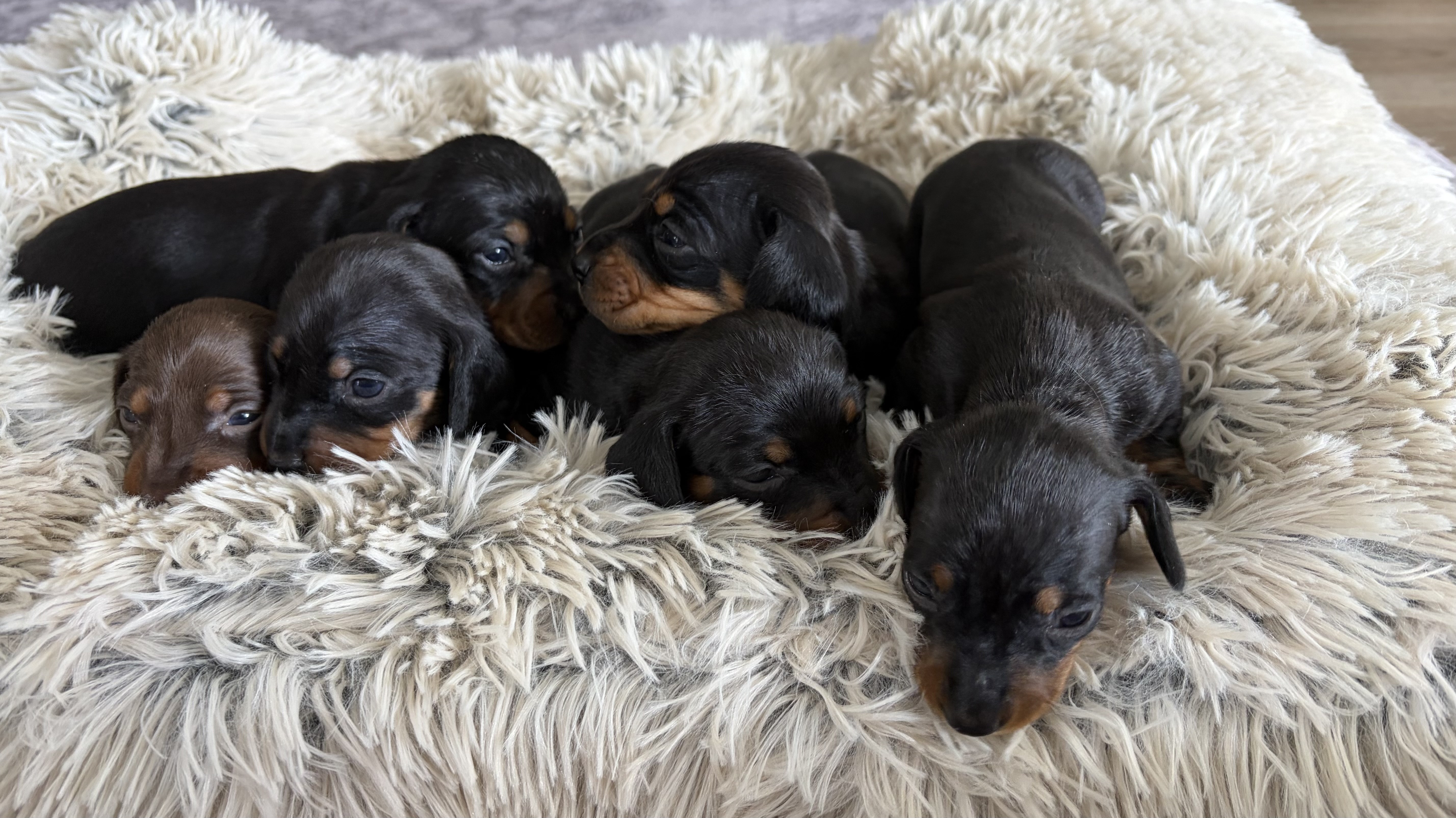 Expression of interest dachshund — photo 1