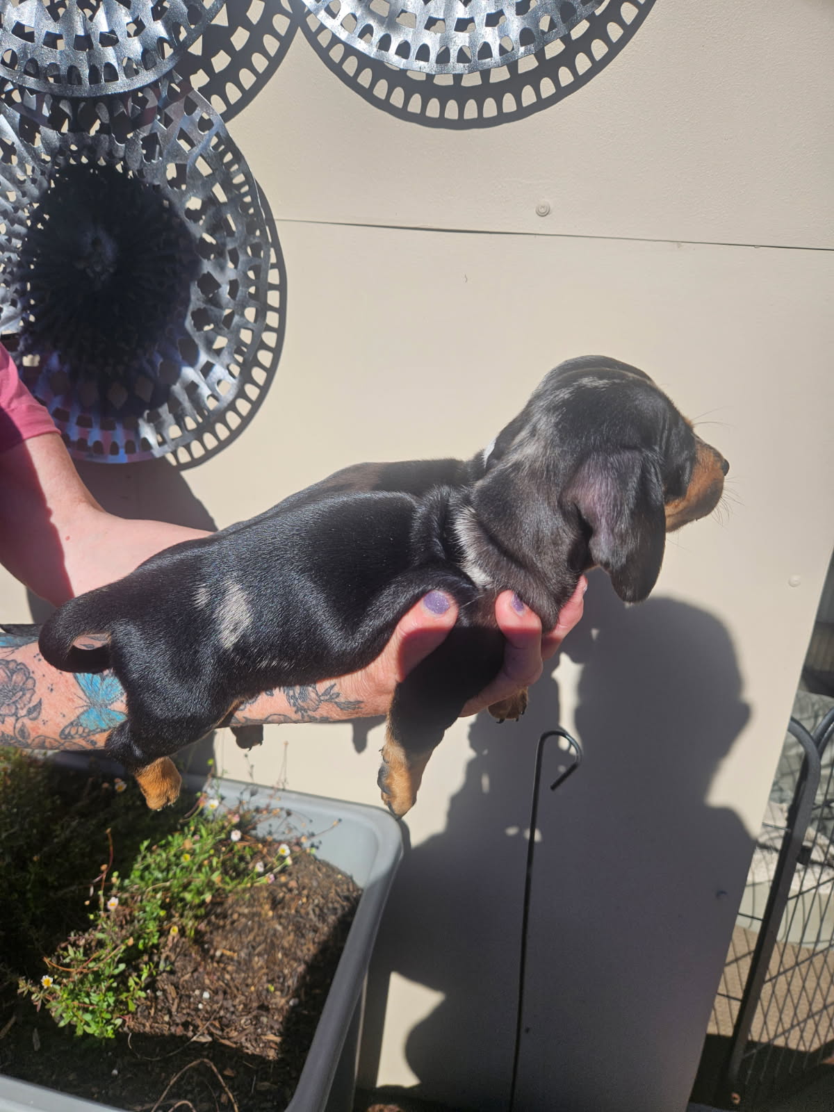 Smooth Haired Mini Daschund — photo 1