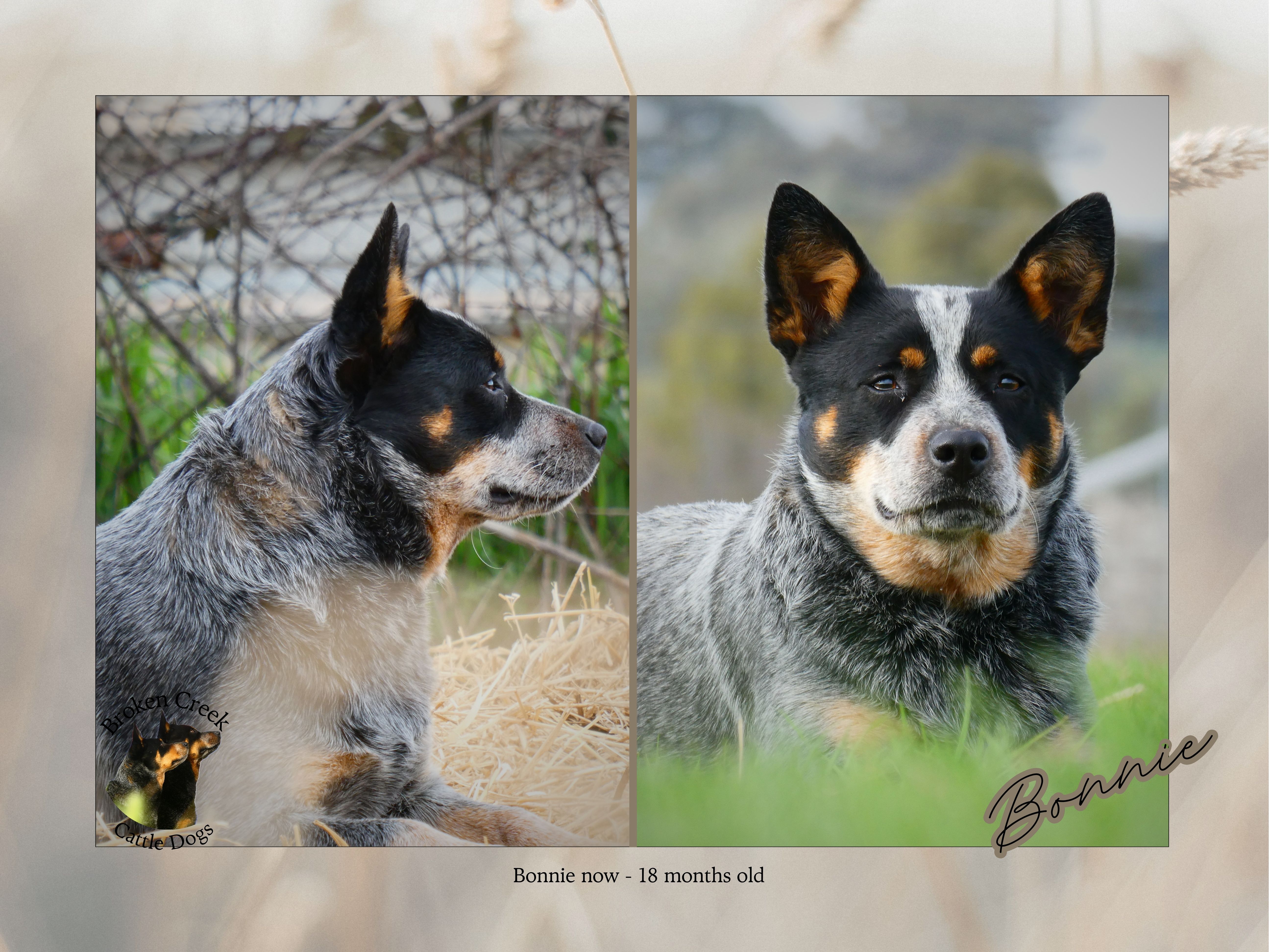 Mother — Bonnie — photo 3 of 3