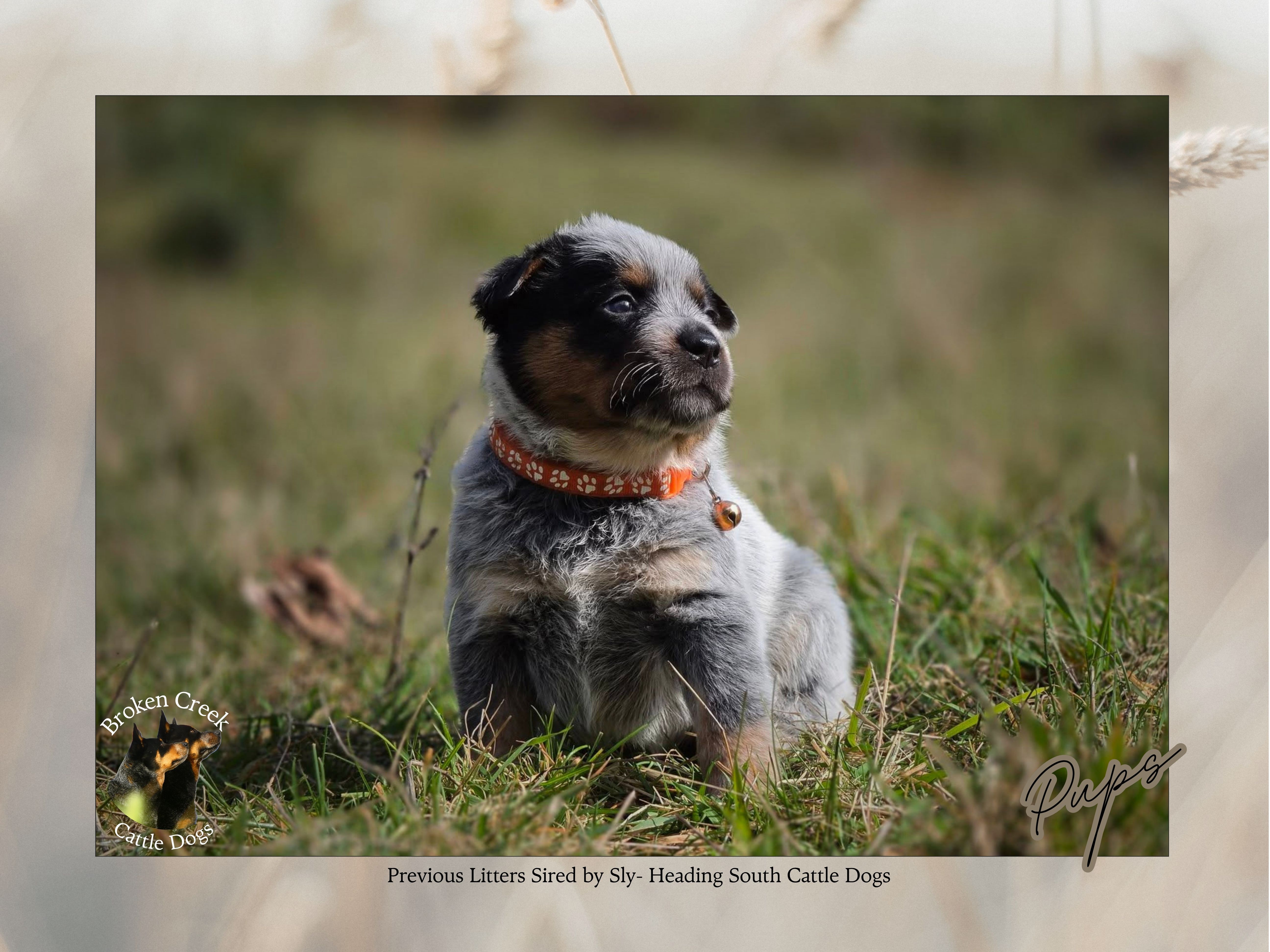 Red and Blue Heeler Pups - Broken Creek Cattle Dogs — photo 4
