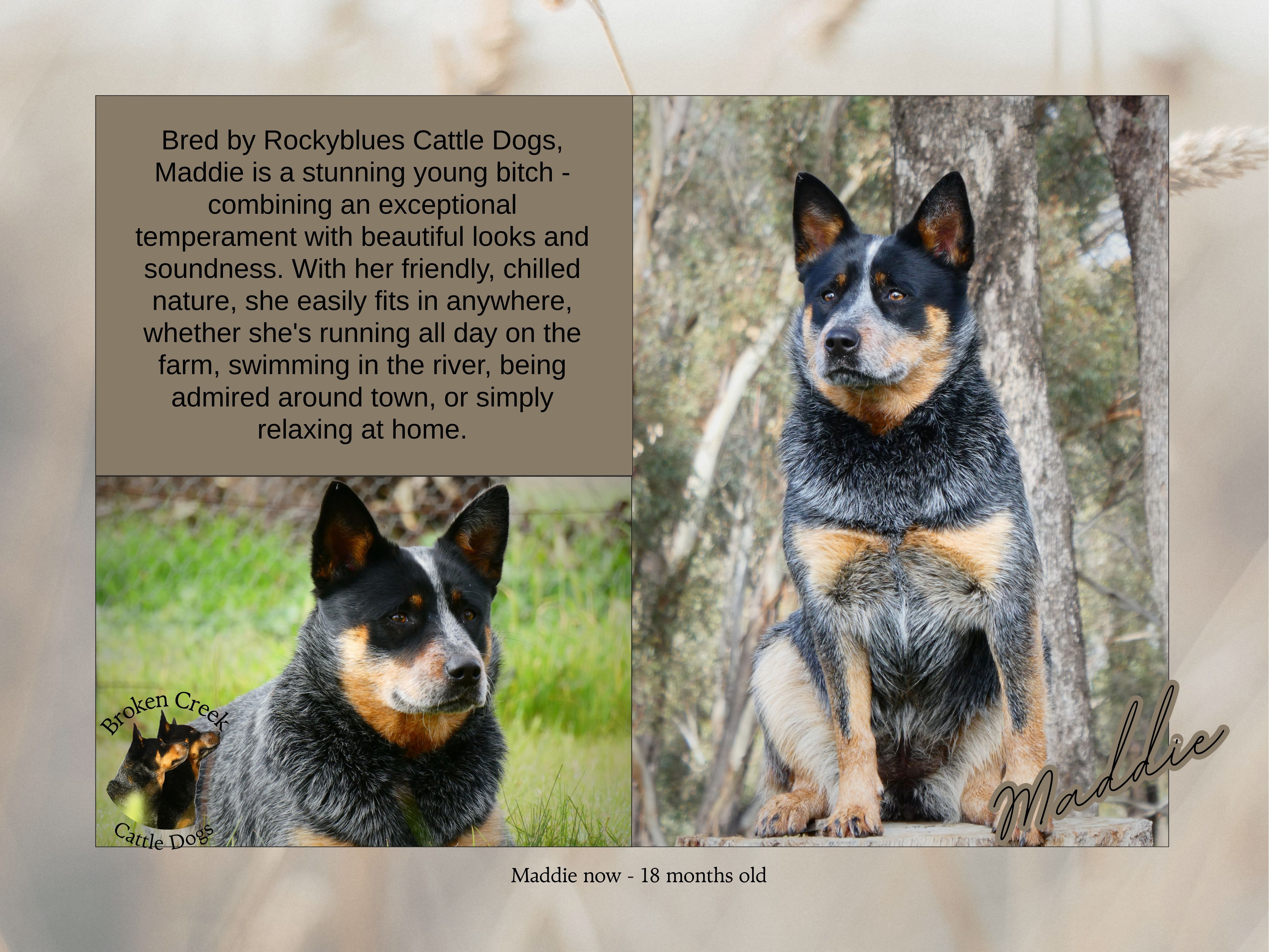 Red and Blue Heeler Pups - Broken Creek Cattle Dogs — photo 6