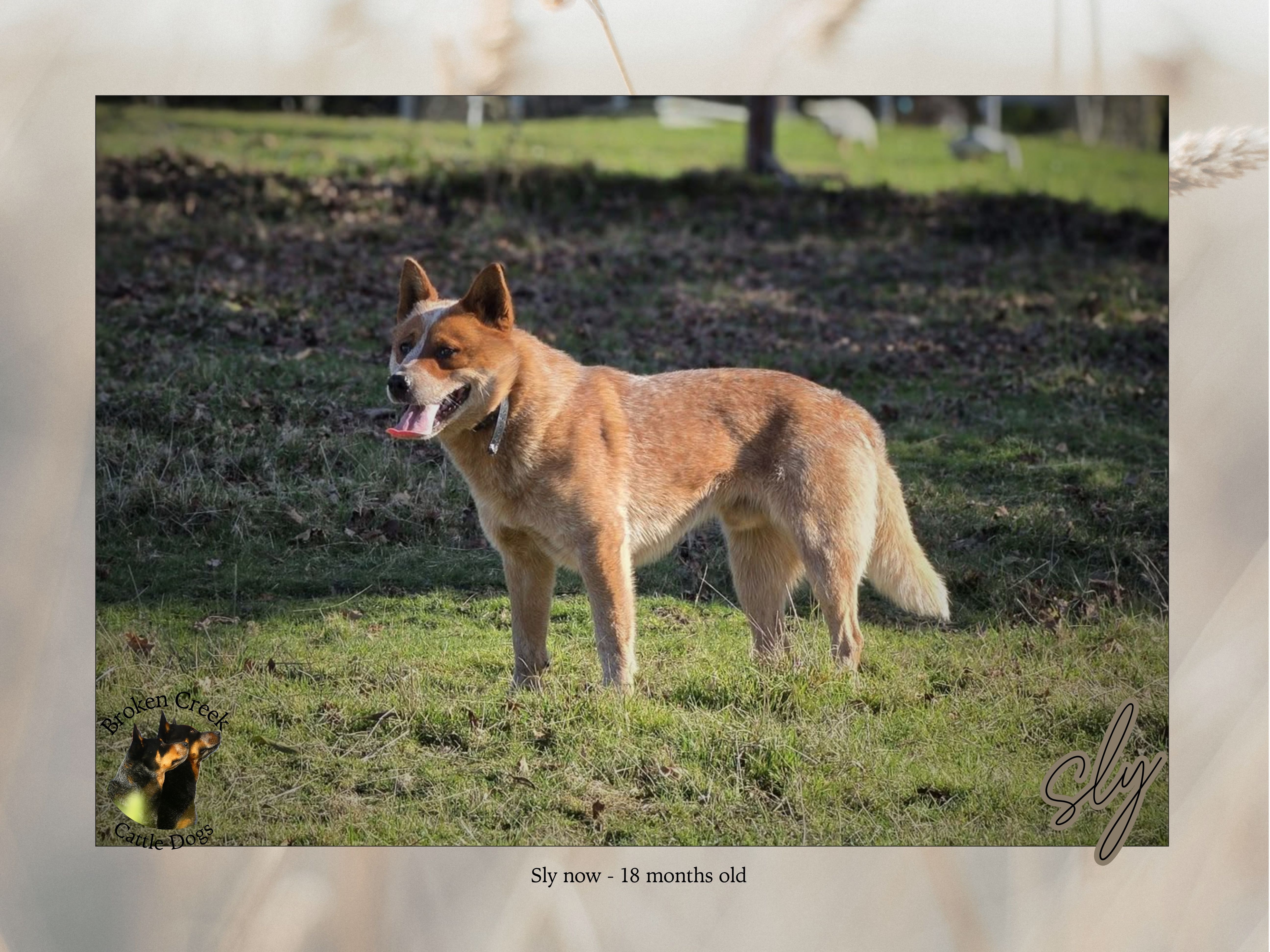 Red and Blue Heeler Pups - Broken Creek Cattle Dogs — photo 8