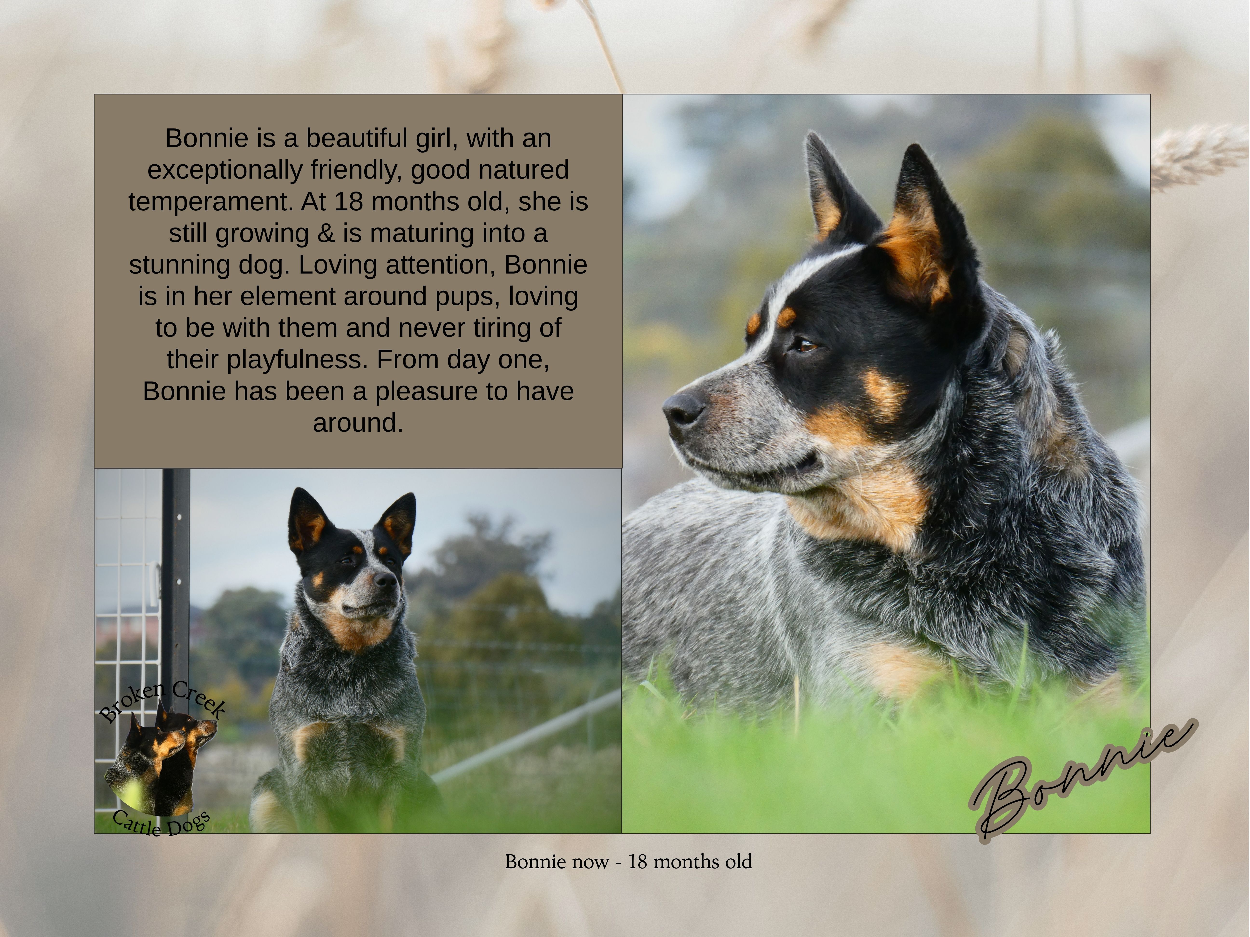 Red and Blue Heeler Pups - Broken Creek Cattle Dogs — photo 7