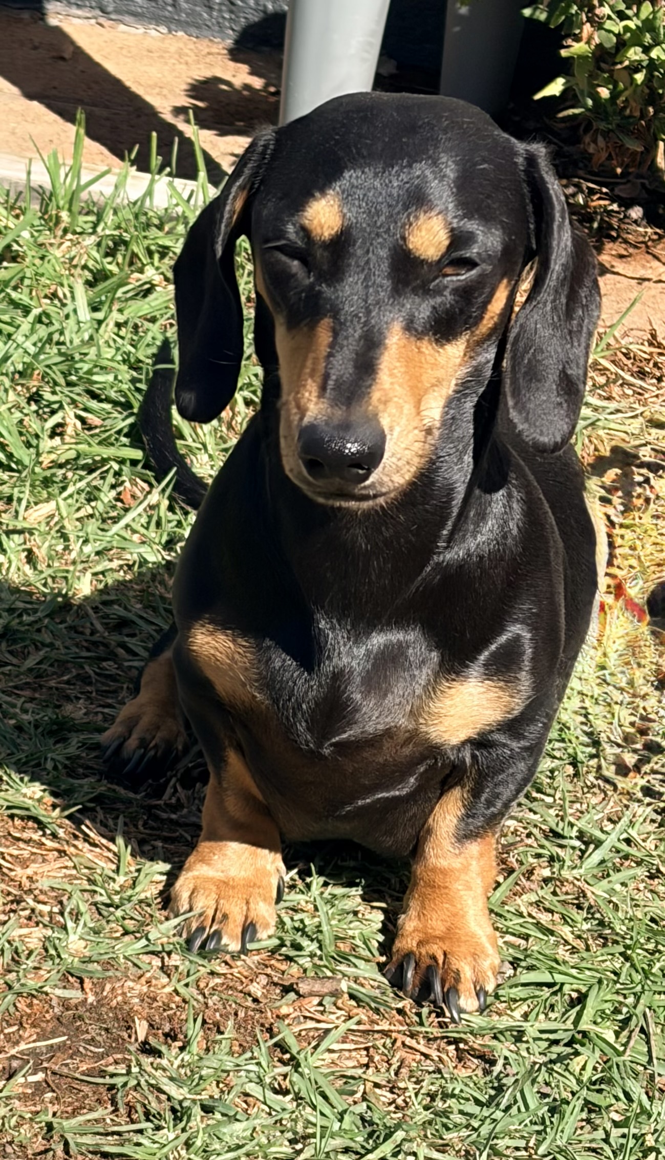 Smooth Haired Mini Daschund — photo 4