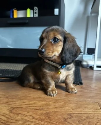 Miniature Dachshund Puppies