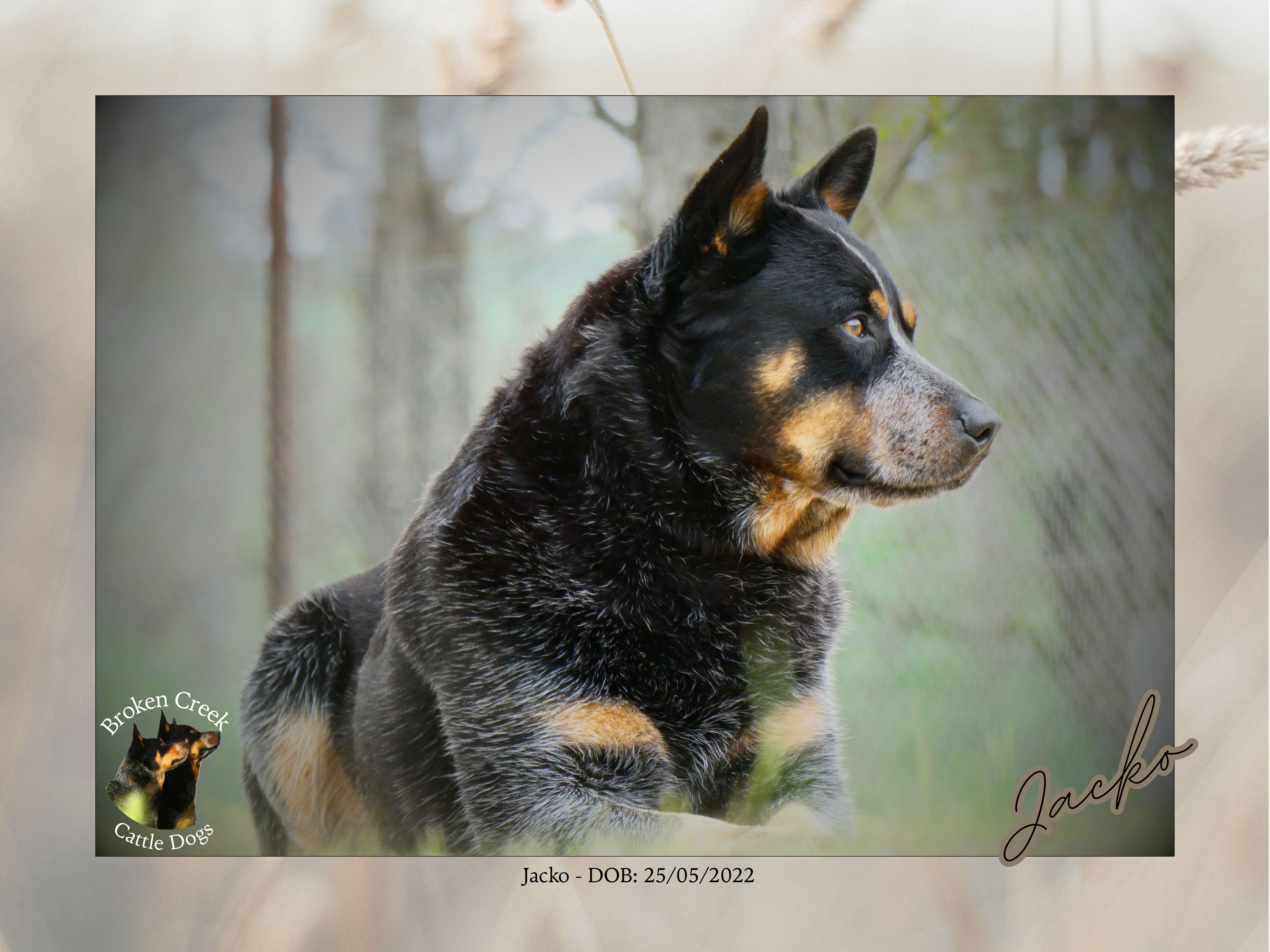 Broken Creek Cattle Dogs - Jacko Available to Stud — photo 1