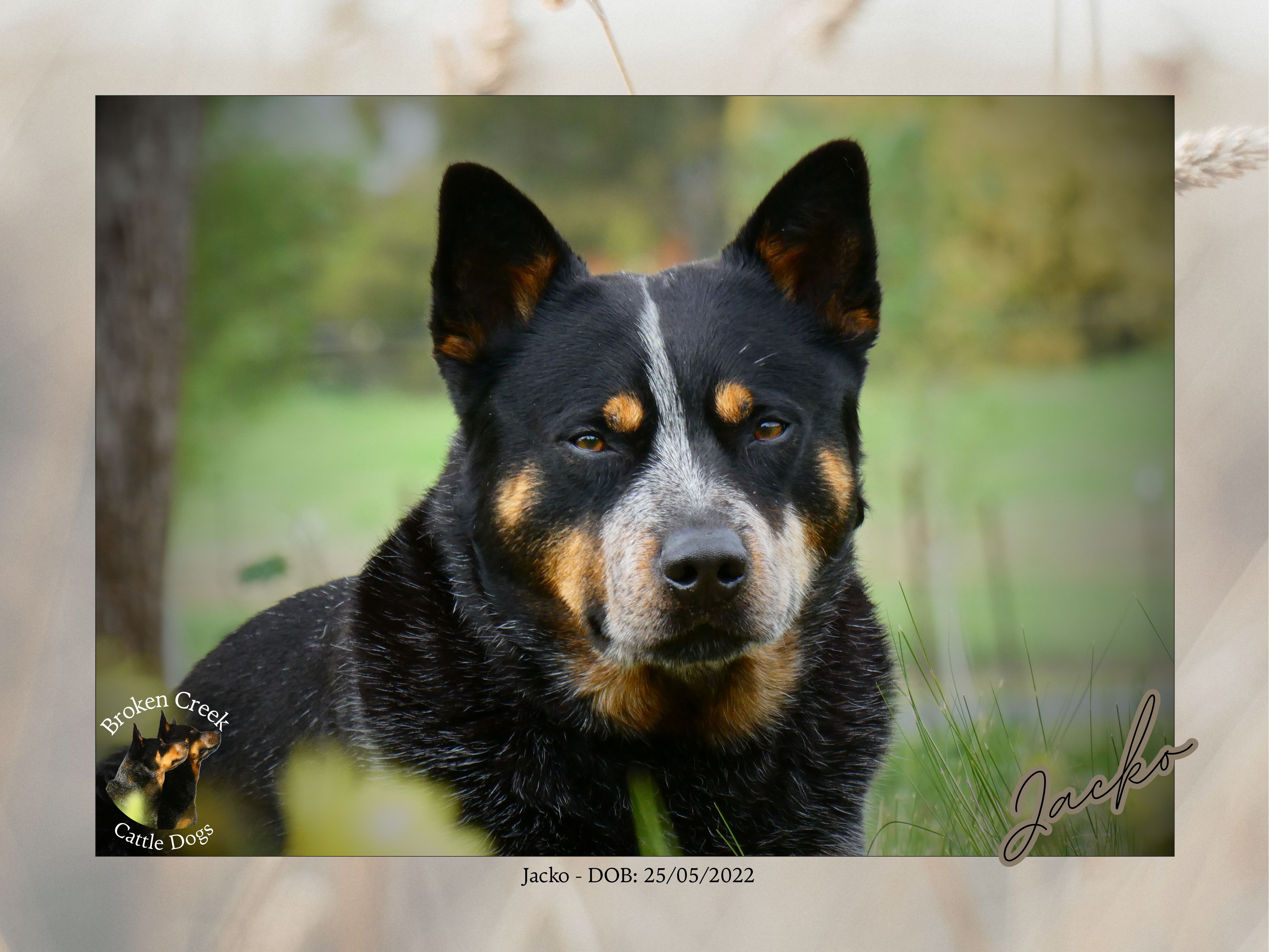 Broken Creek Cattle Dogs - Jacko Available to Stud — photo 2
