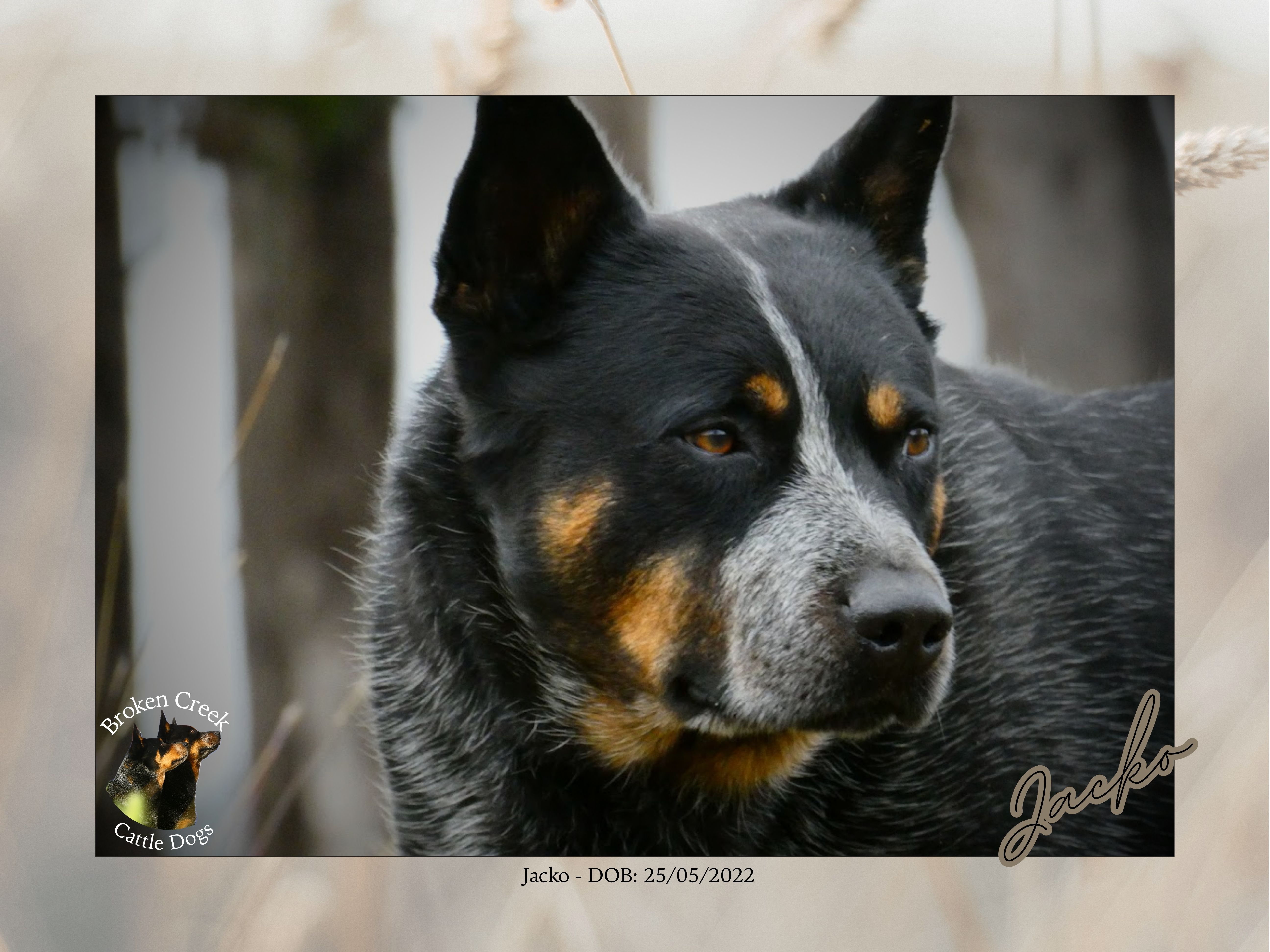 Broken Creek Cattle Dogs - Jacko Available to Stud — photo 3