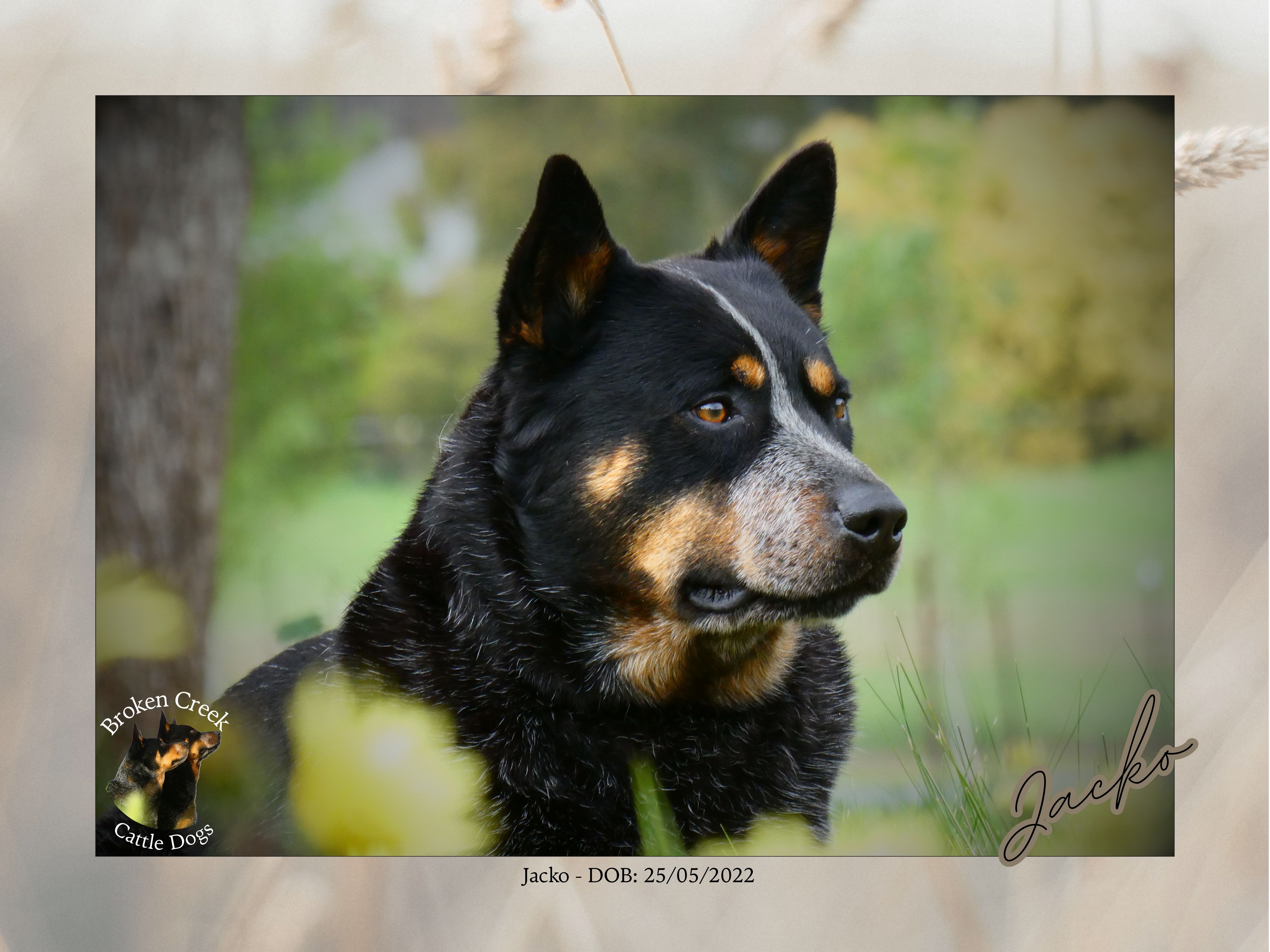 Broken Creek Cattle Dogs - Jacko Available to Stud — photo 4