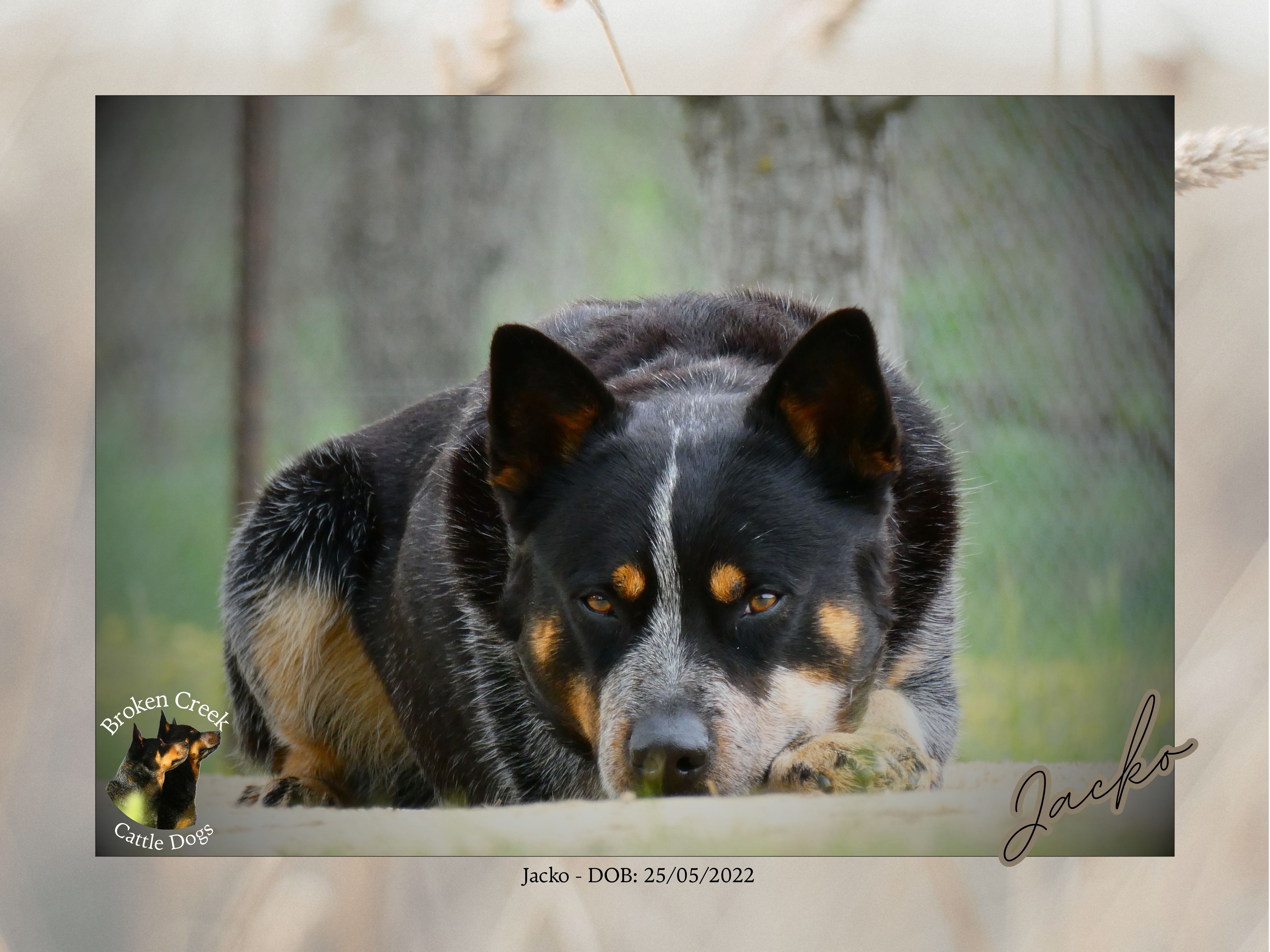 Broken Creek Cattle Dogs - Jacko Available to Stud — photo 5