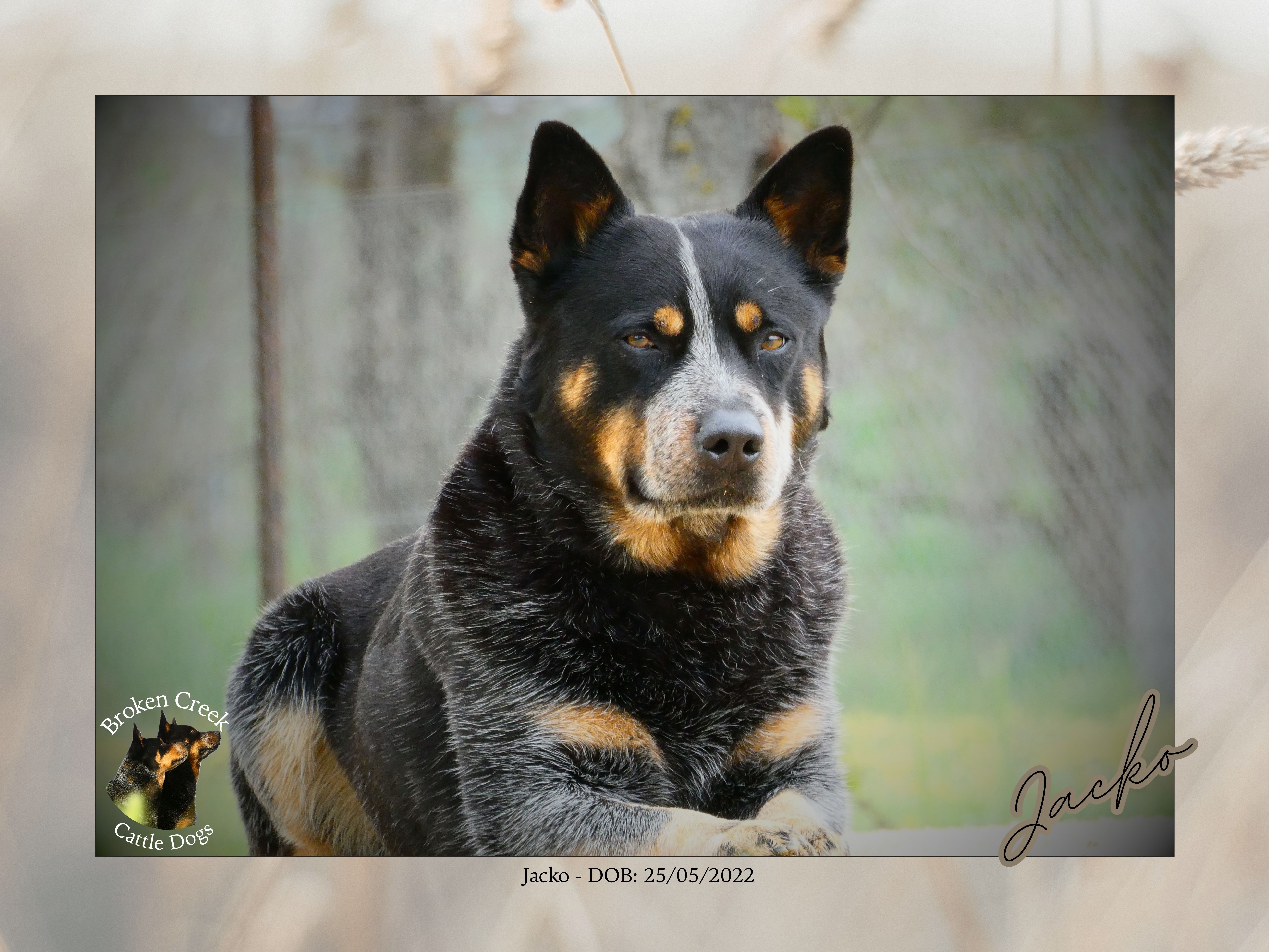 Broken Creek Cattle Dogs - Jacko Available to Stud — photo 6