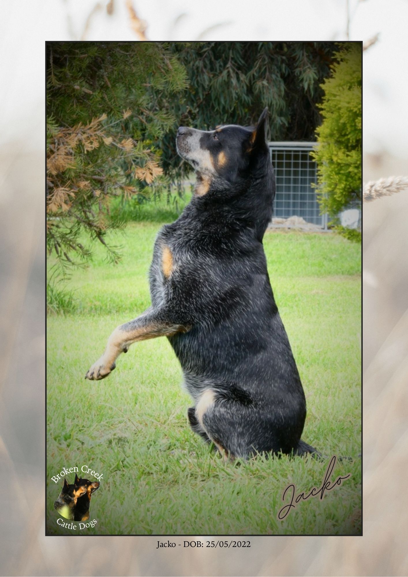 Broken Creek Cattle Dogs - Jacko Available to Stud — photo 7