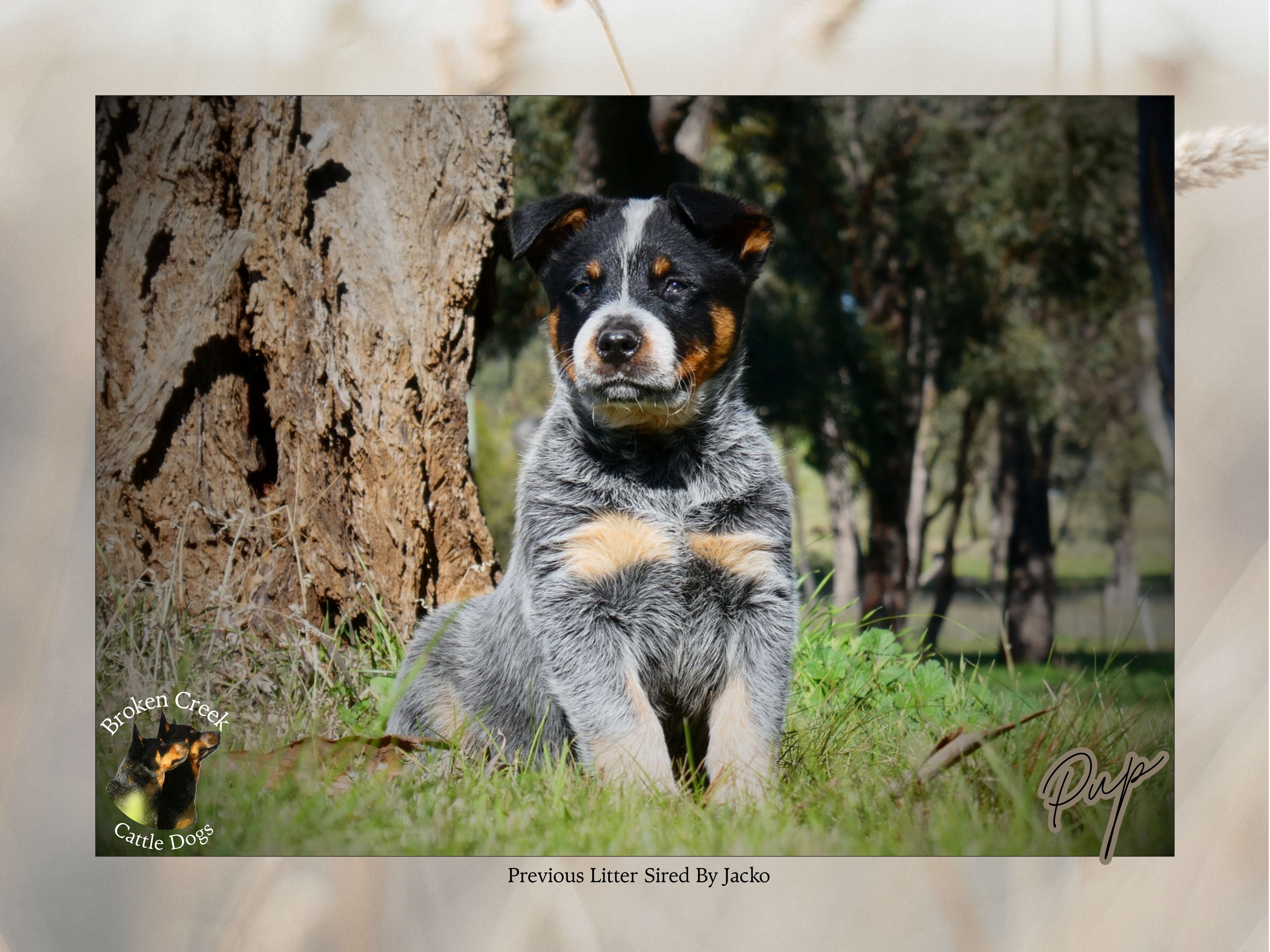 Broken Creek Cattle Dogs - Jacko Available to Stud — photo 8