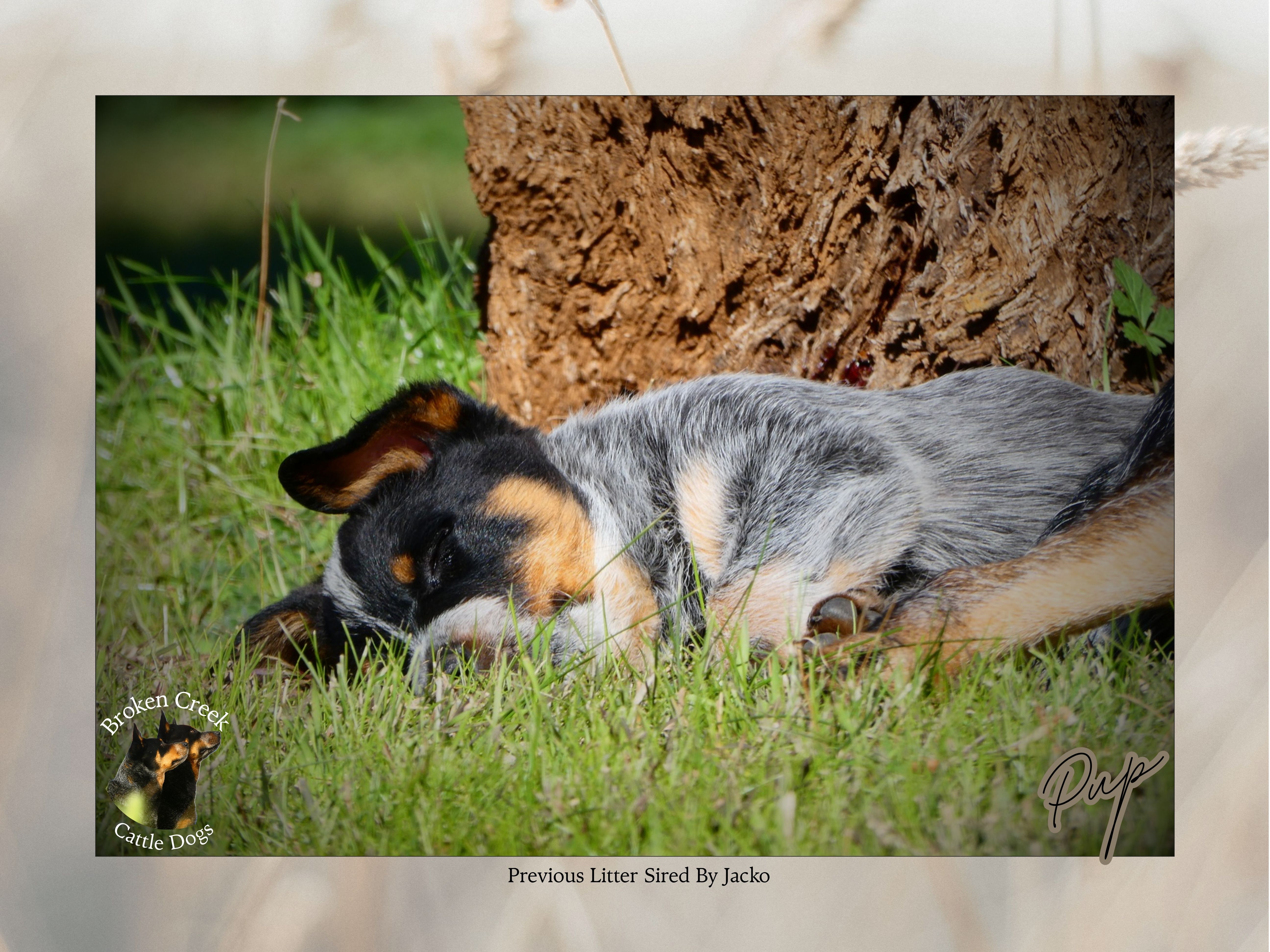 Broken Creek Cattle Dogs - Jacko Available to Stud — photo 9