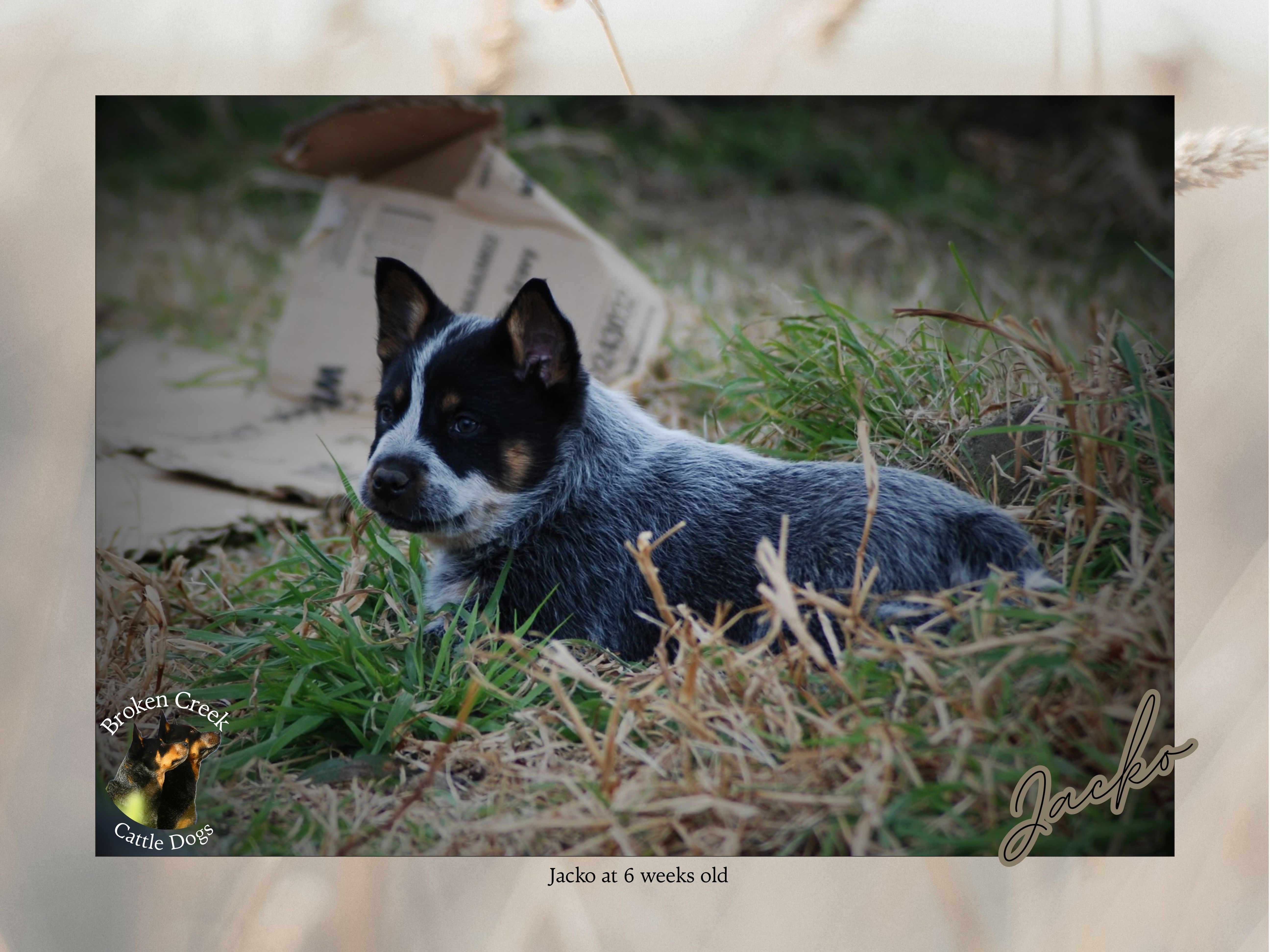 Broken Creek Cattle Dogs - Jacko Available to Stud — photo 10
