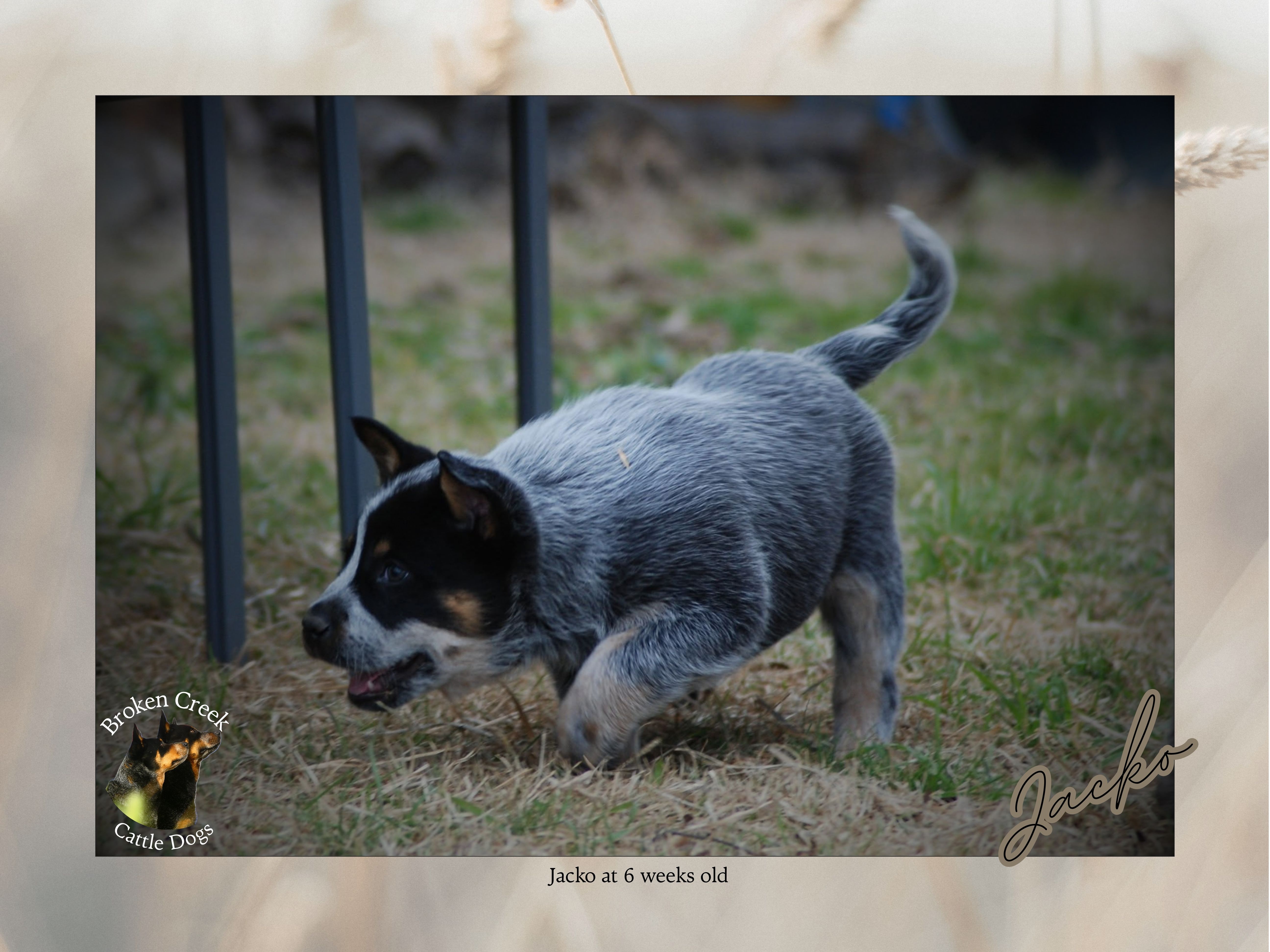 Broken Creek Cattle Dogs - Jacko Available to Stud — photo 11
