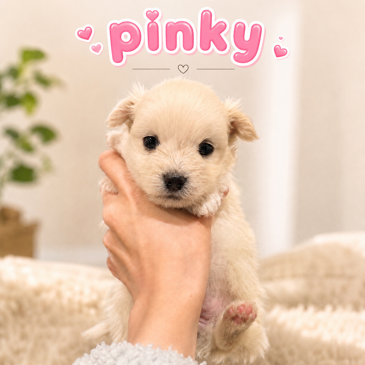 Puppy 3