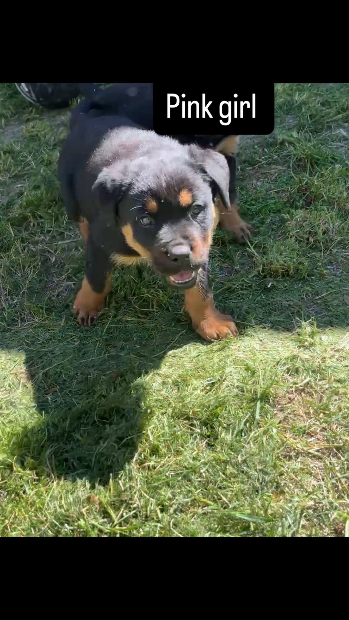 Puppy 1