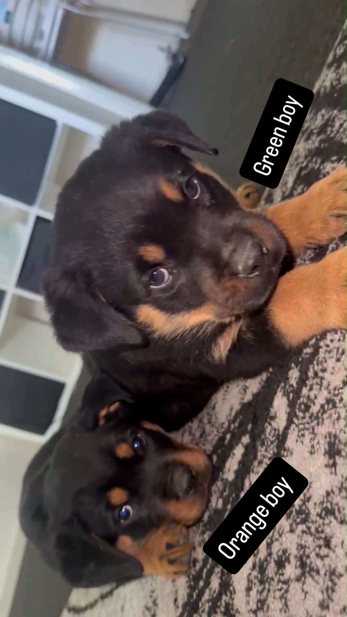 Puppy 4