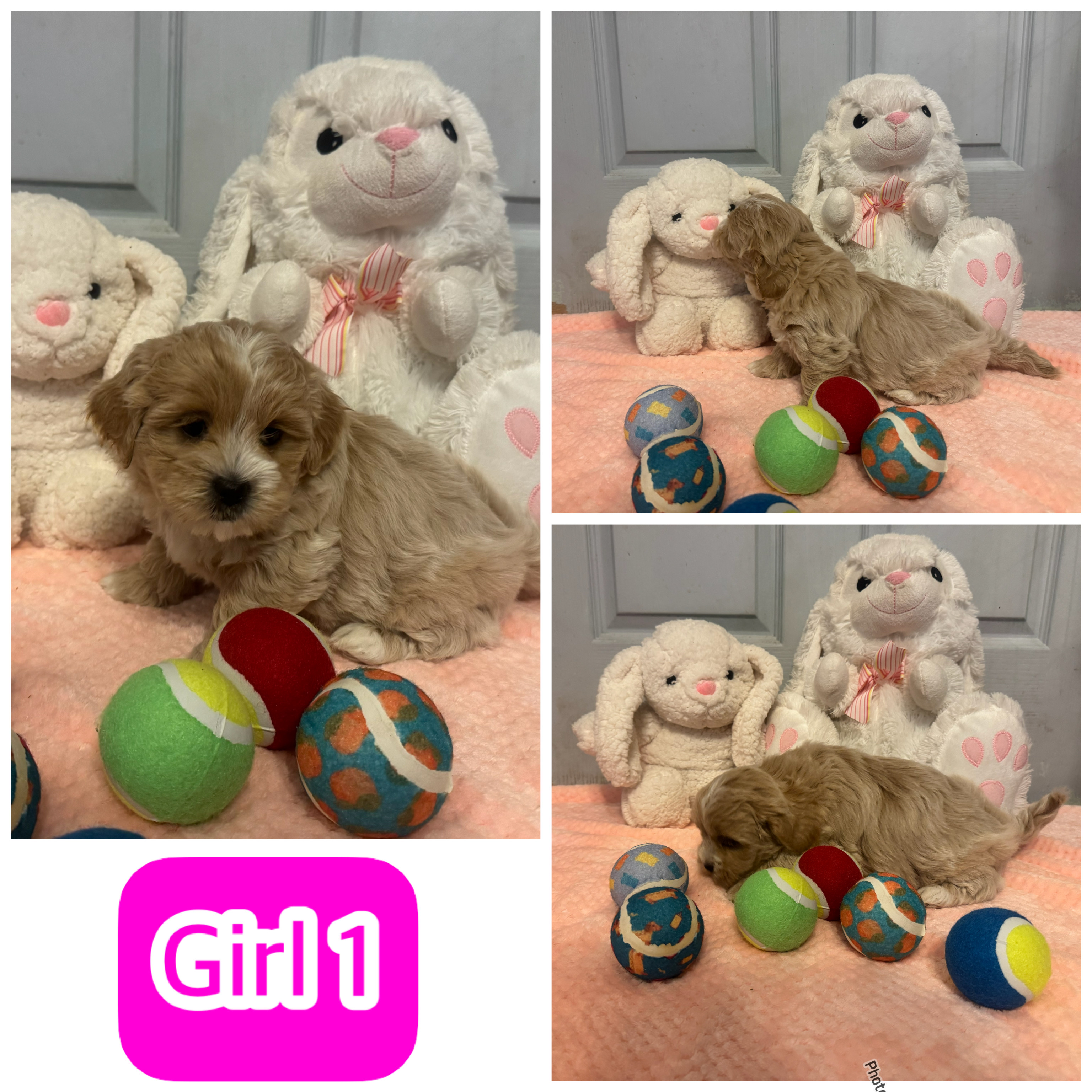 Adorable Maltese Shih Tzu Puppies — photo 2